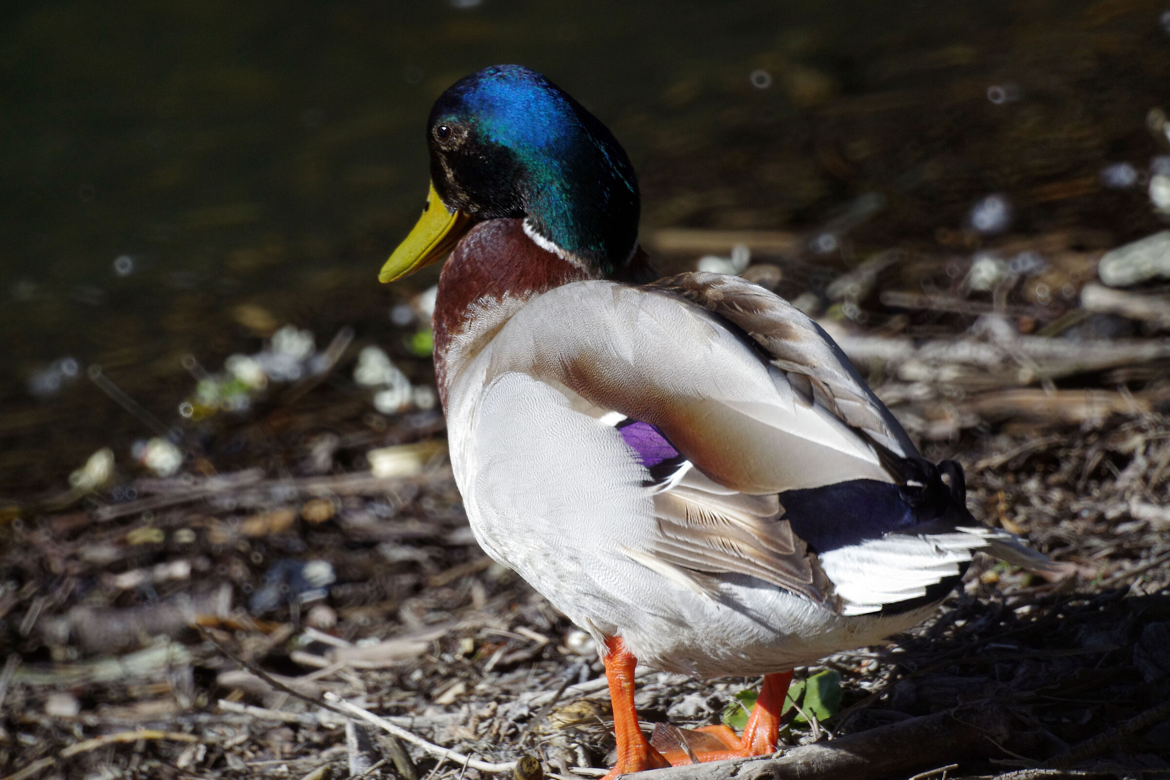 Germano reale (maschio)