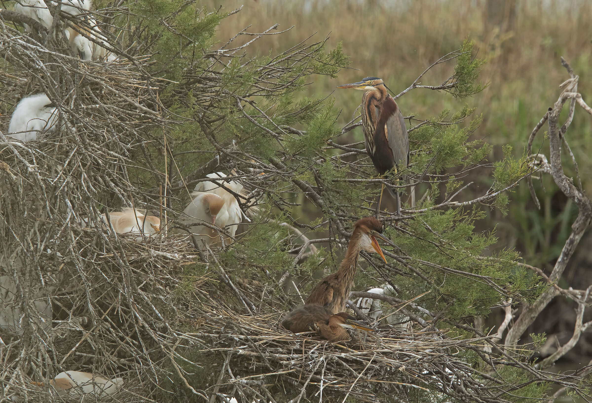 airone rosso (ardea purpurea)