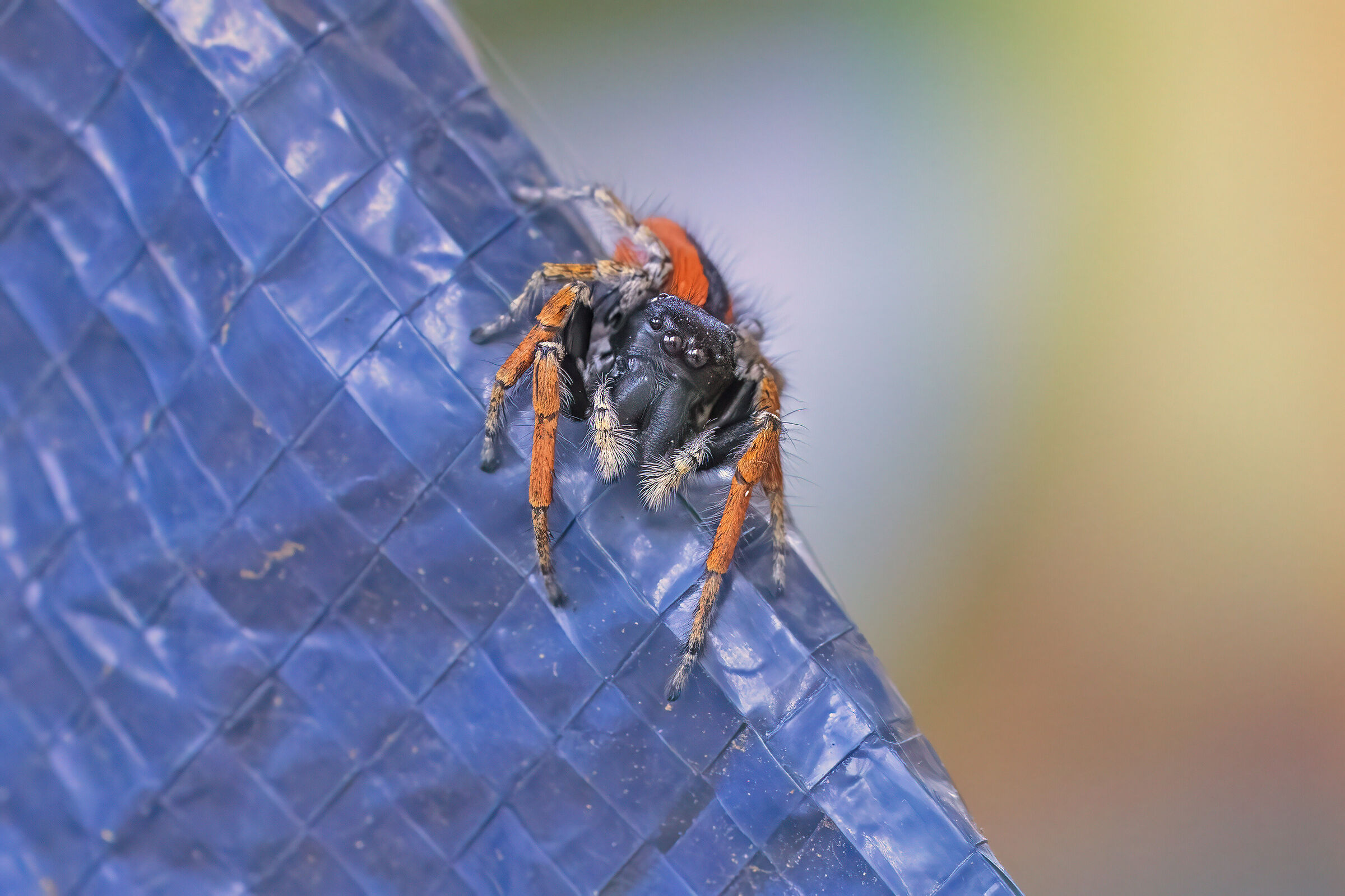 Philaeus chrysops - red jumping spider