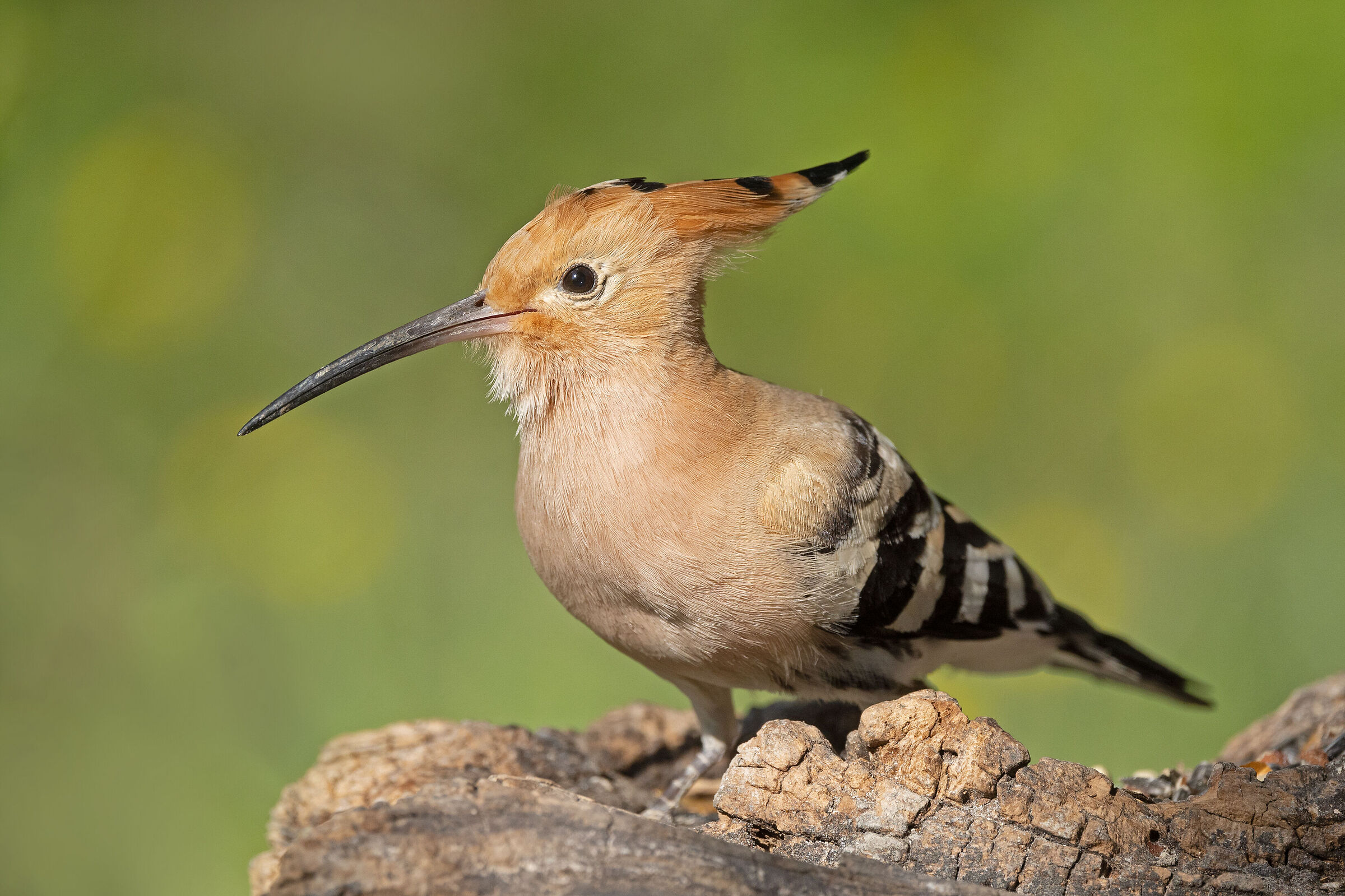 Hoopoe