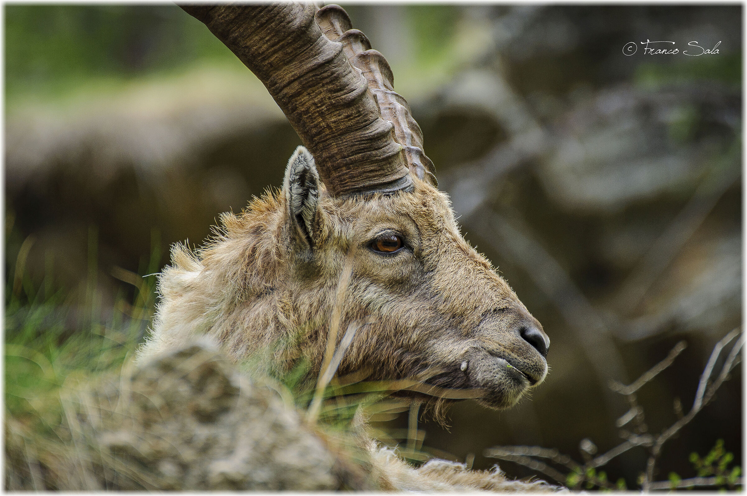 Stambecco al Gran Paradiso