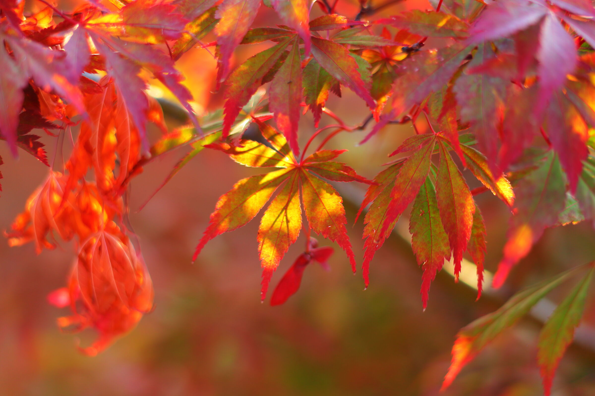 Acero rosso