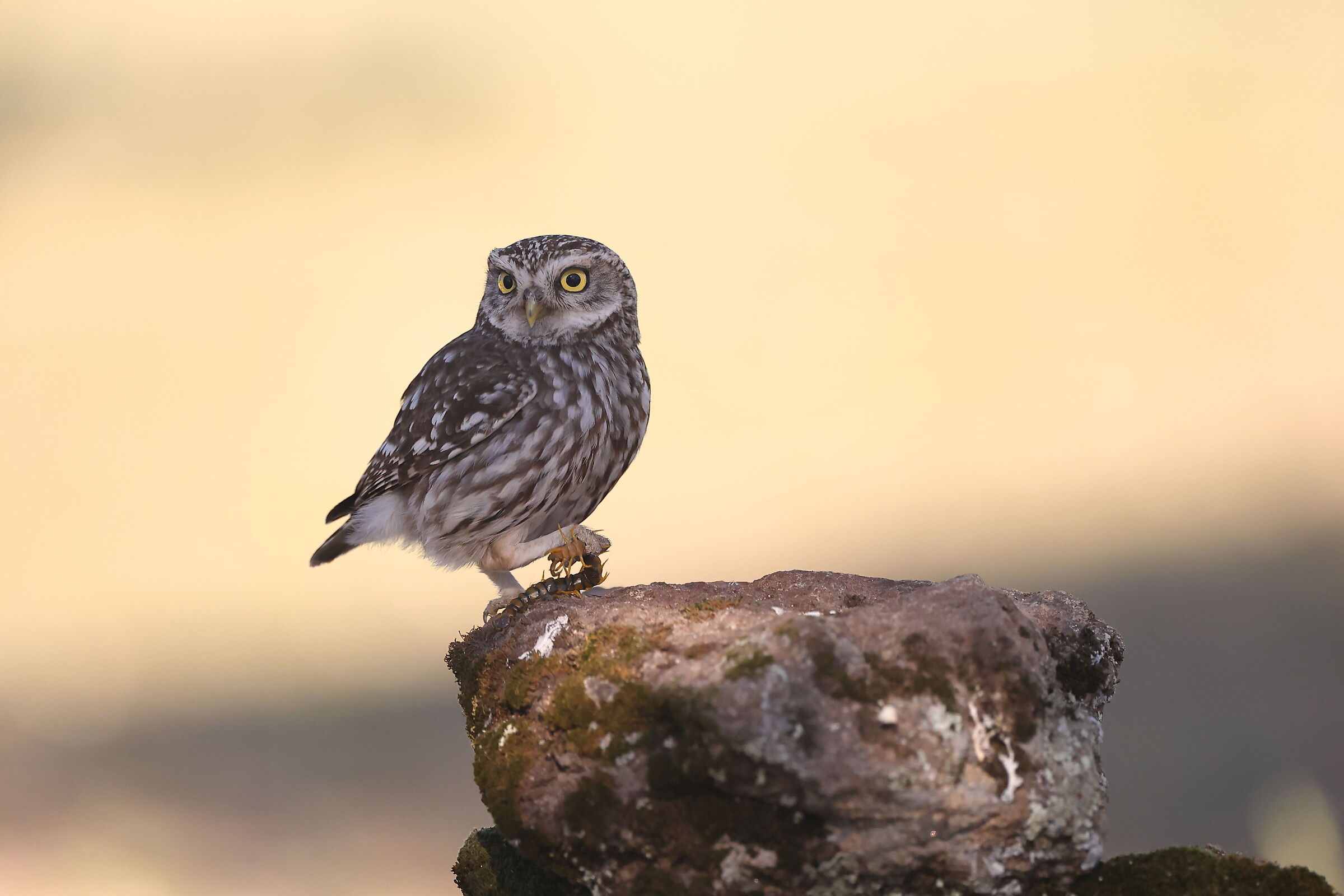 Civetta e Millepiedi