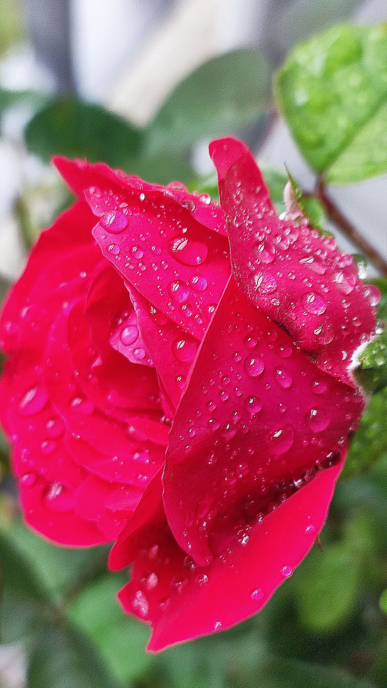Rosa