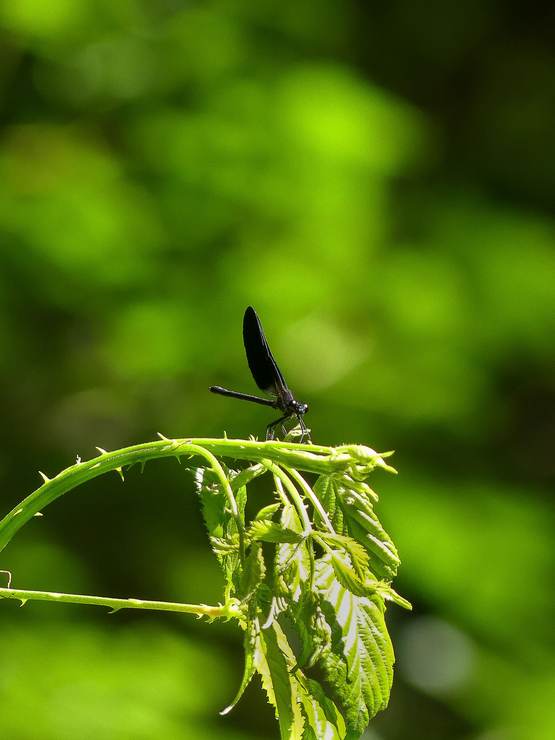 Splendente culviola ( Calopteryx haemorrhoidalis )
