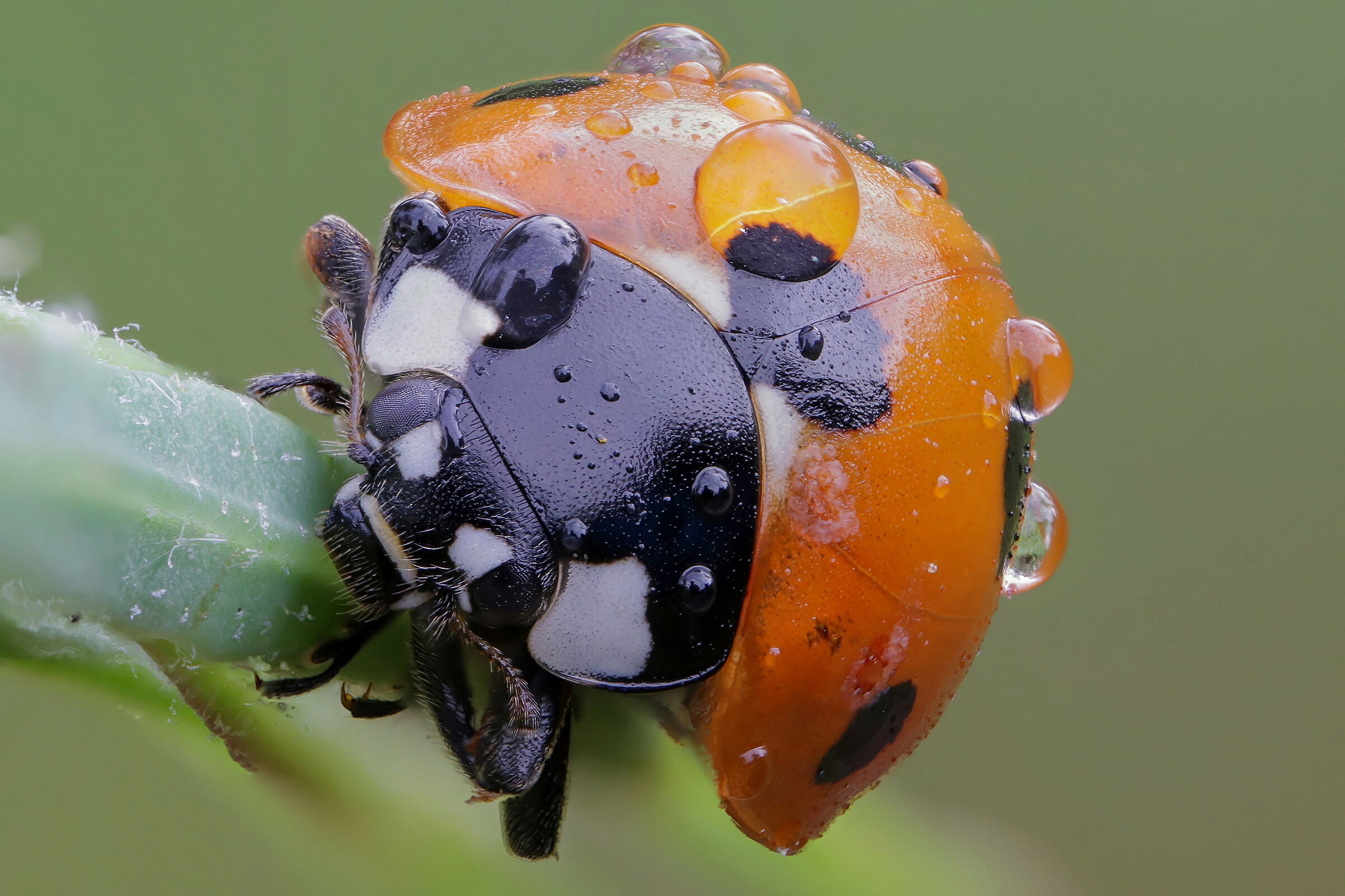 Coccinella septempunctata