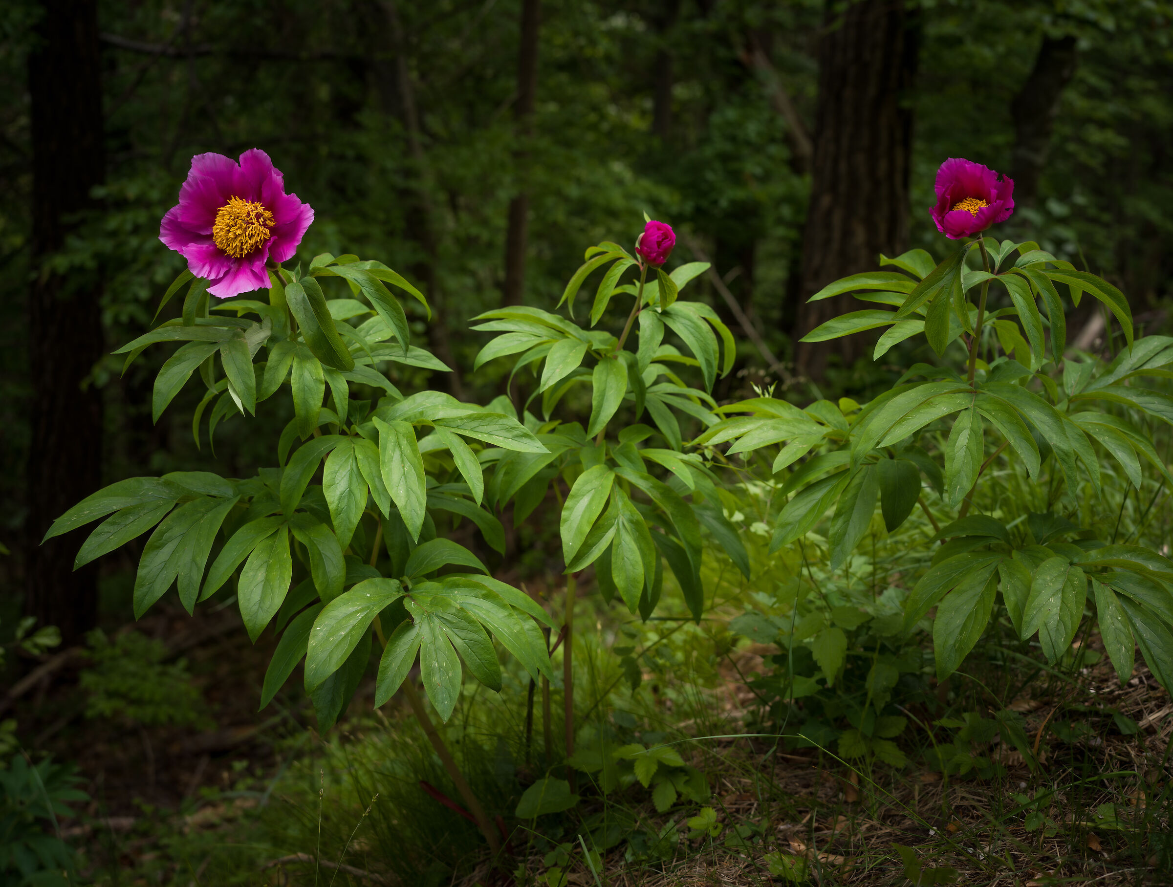 Peony officinalis