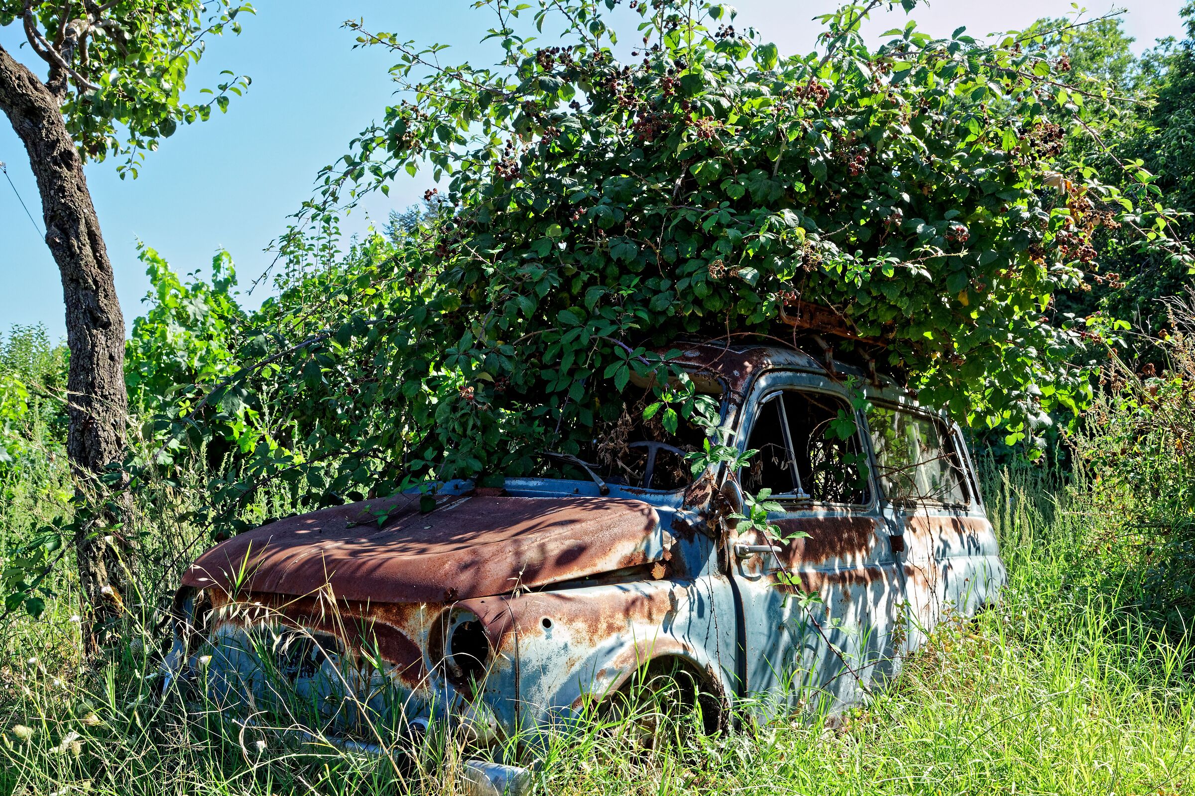 Nature takes over