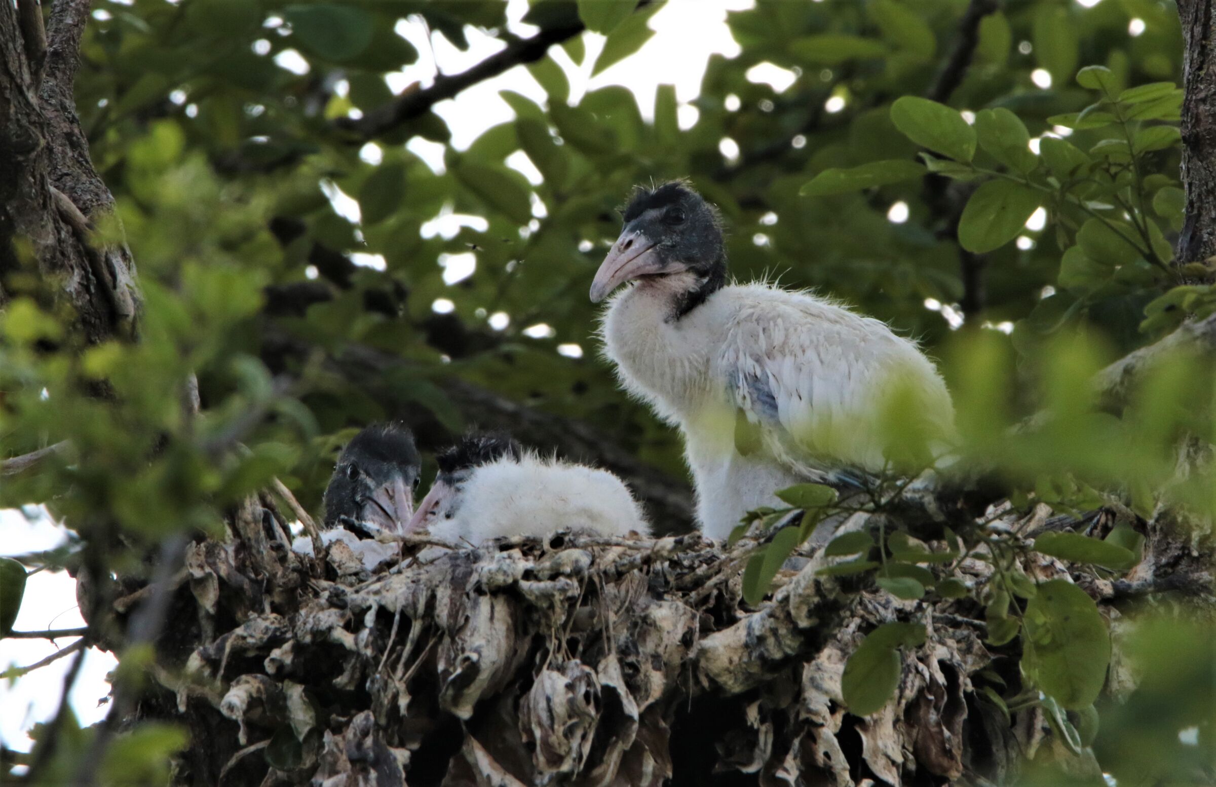 Rocco and his brothers