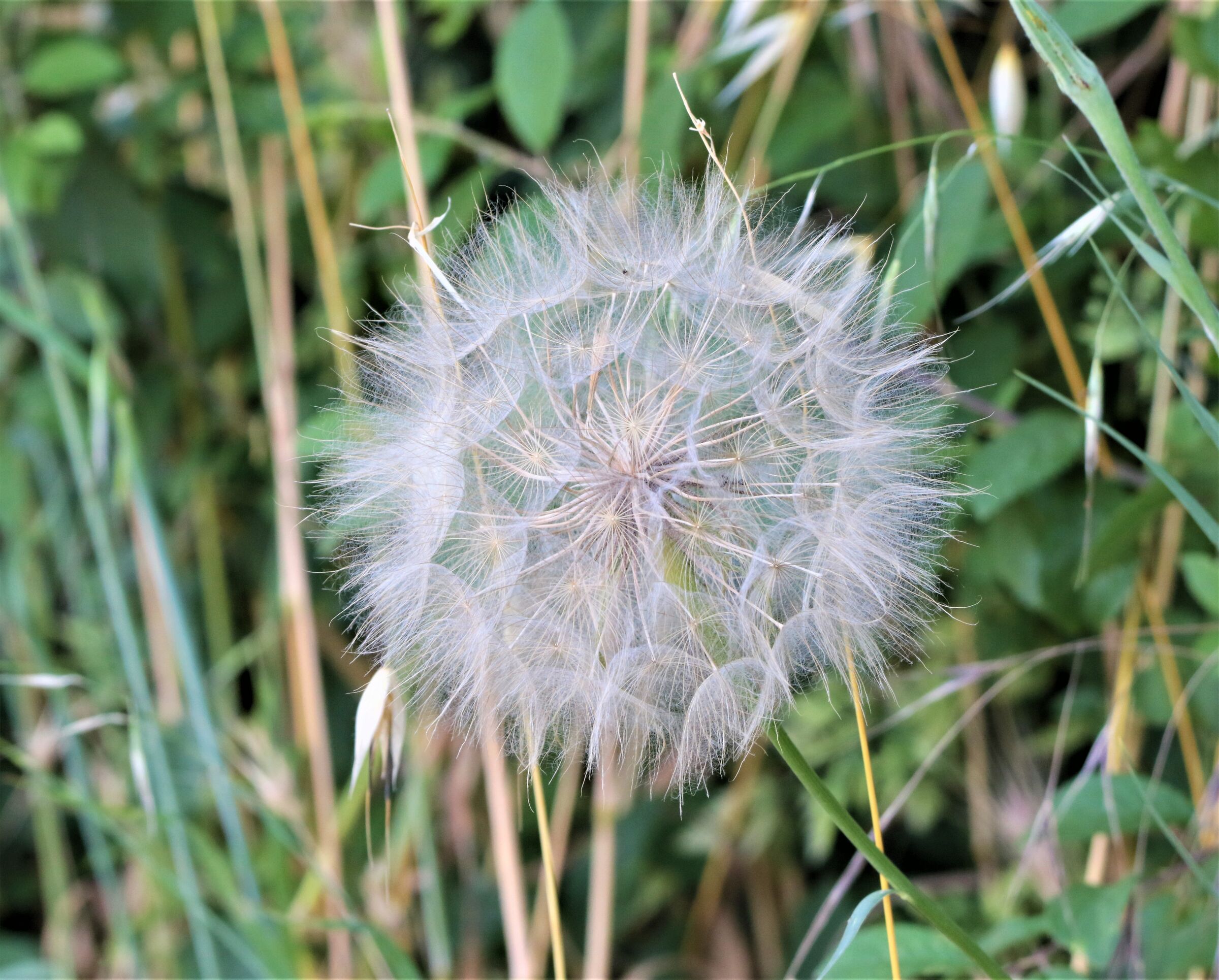 dandelion