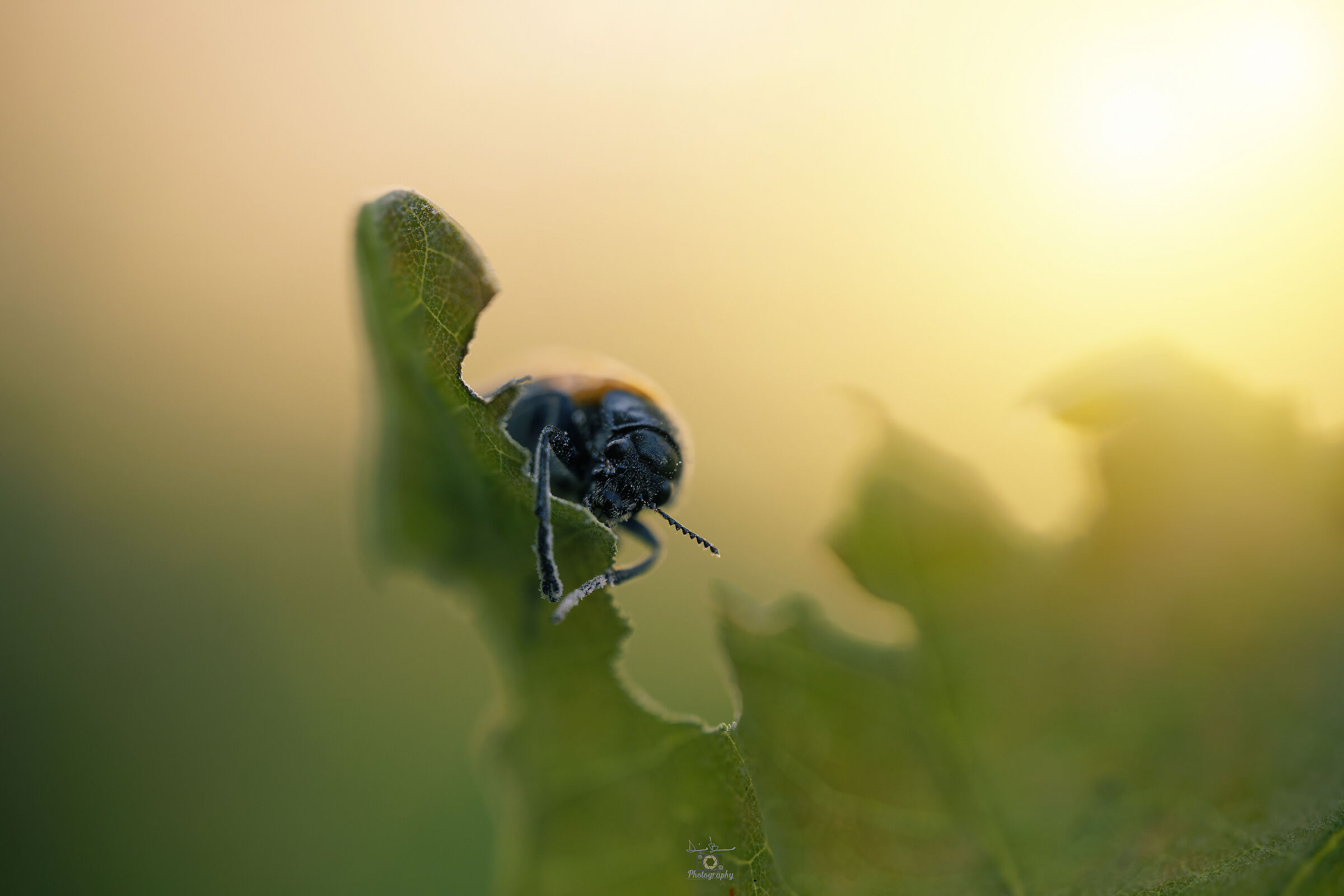 Il magico micromondo