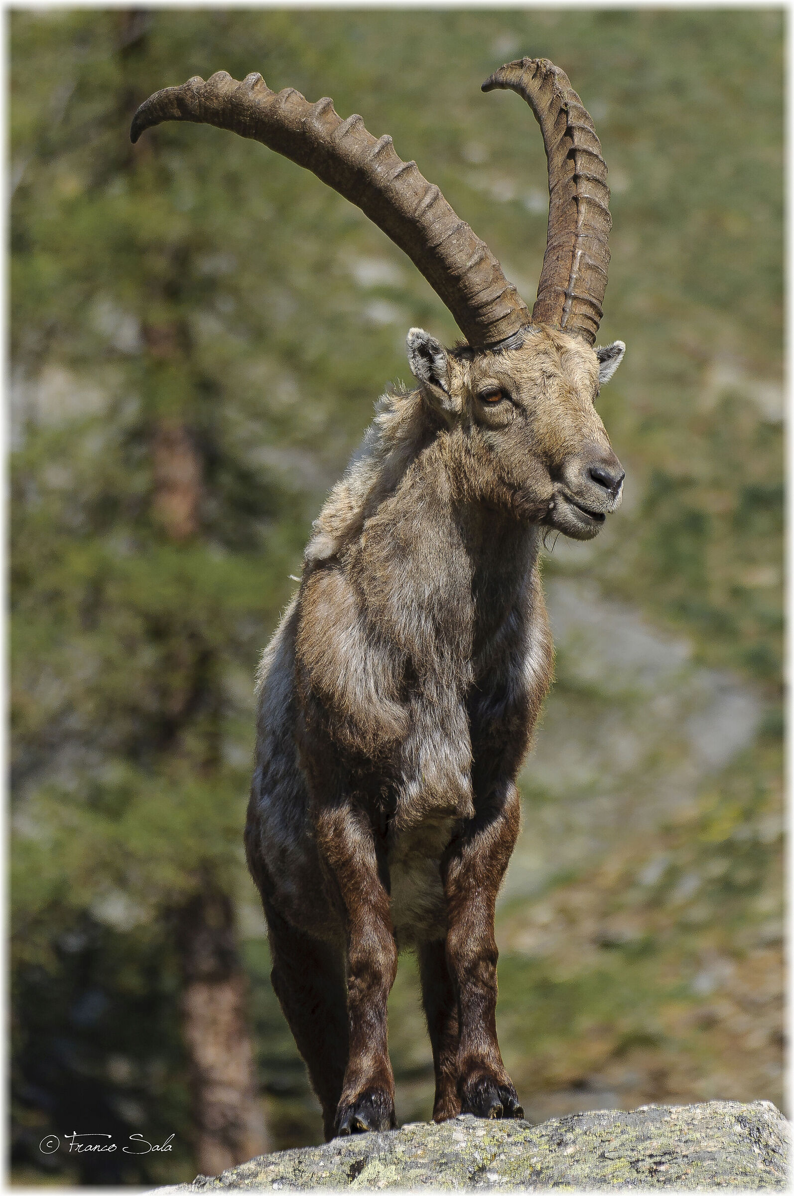 Stambecco al Gran Paradiso