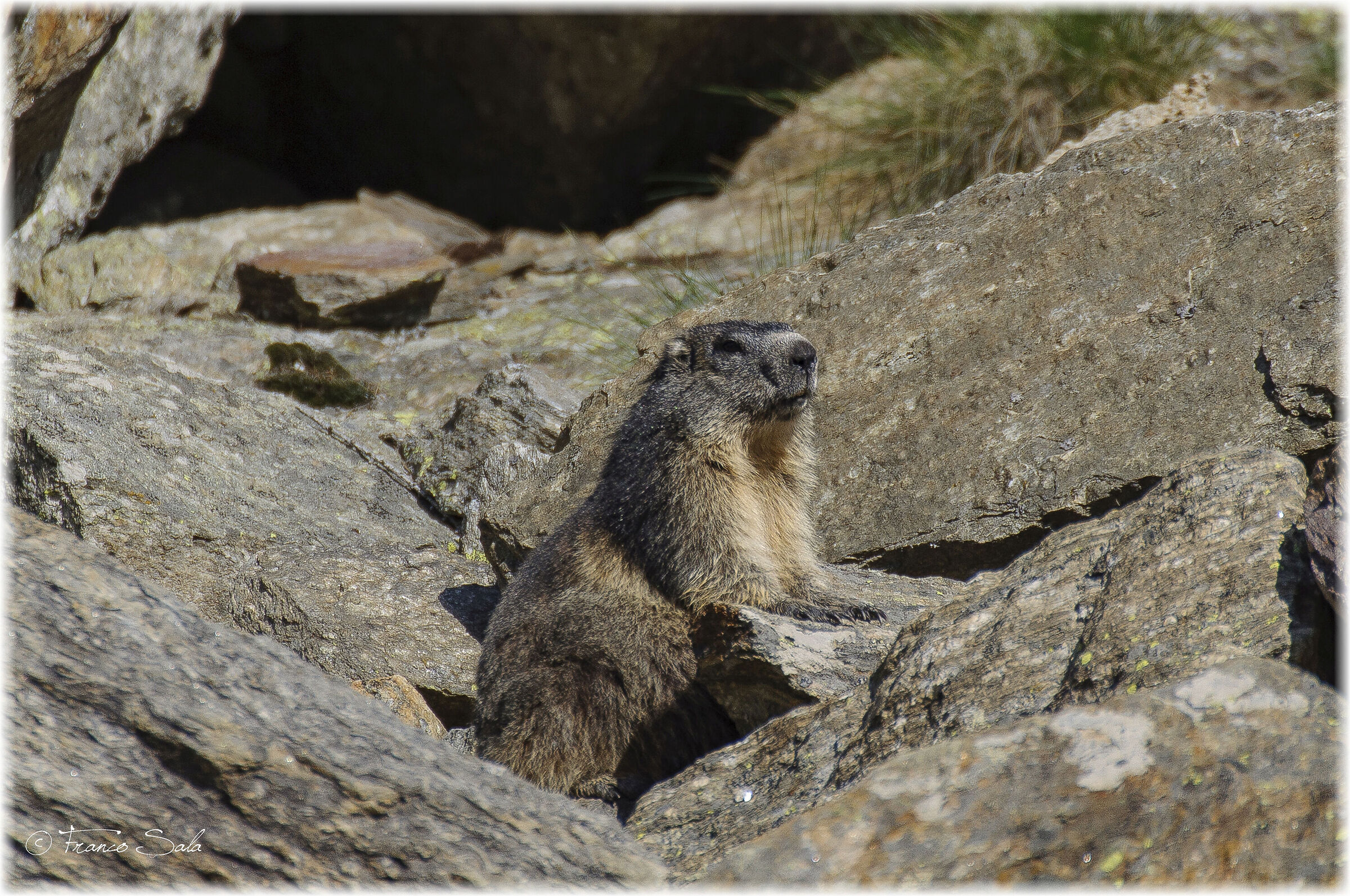 Marmotta in posa