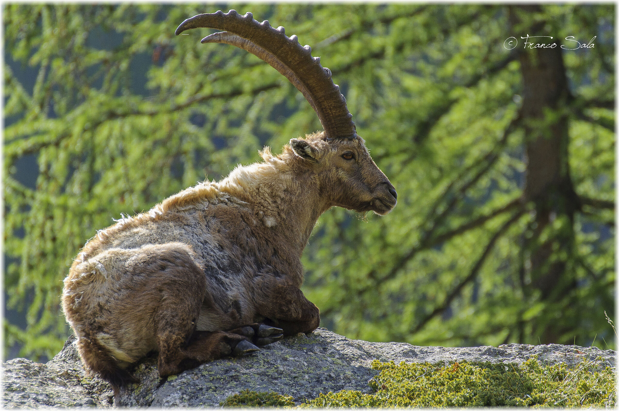 Stambecco al Gran Paradiso