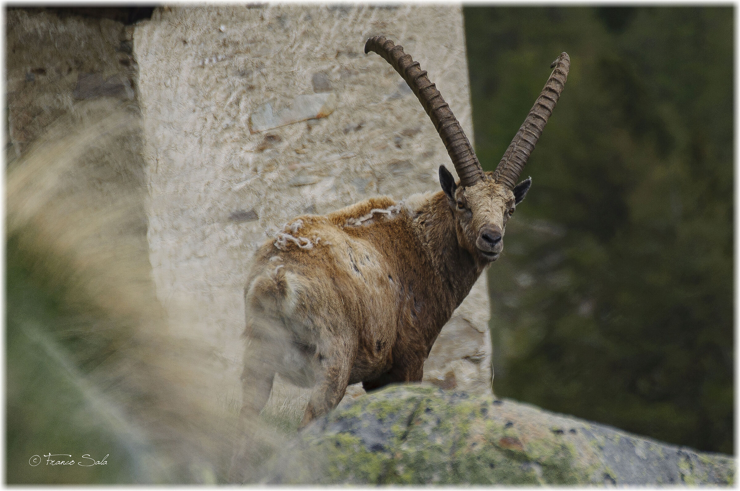Stambecco al Gran Paradiso