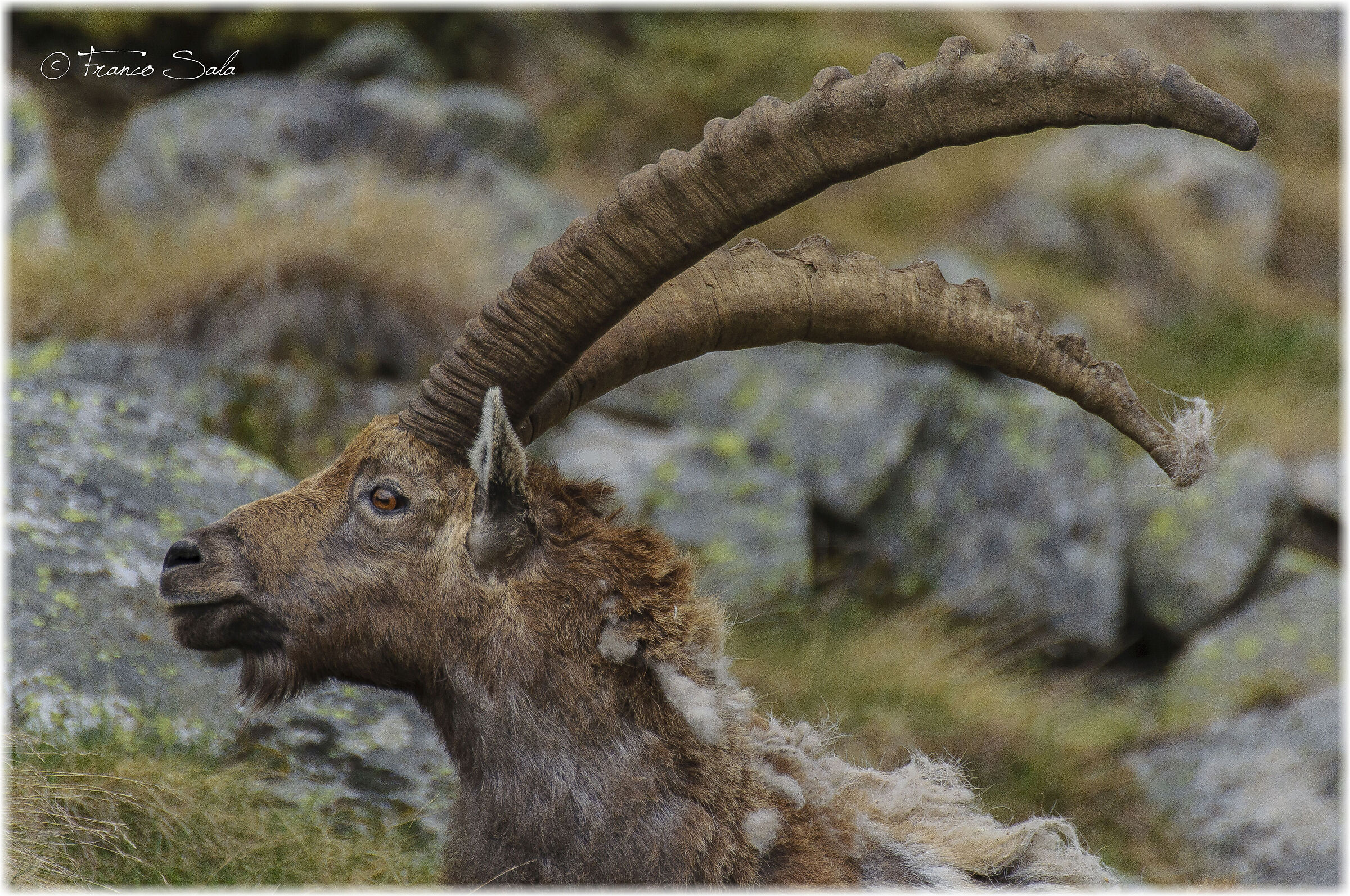 Stambecco al Gran Paradiso