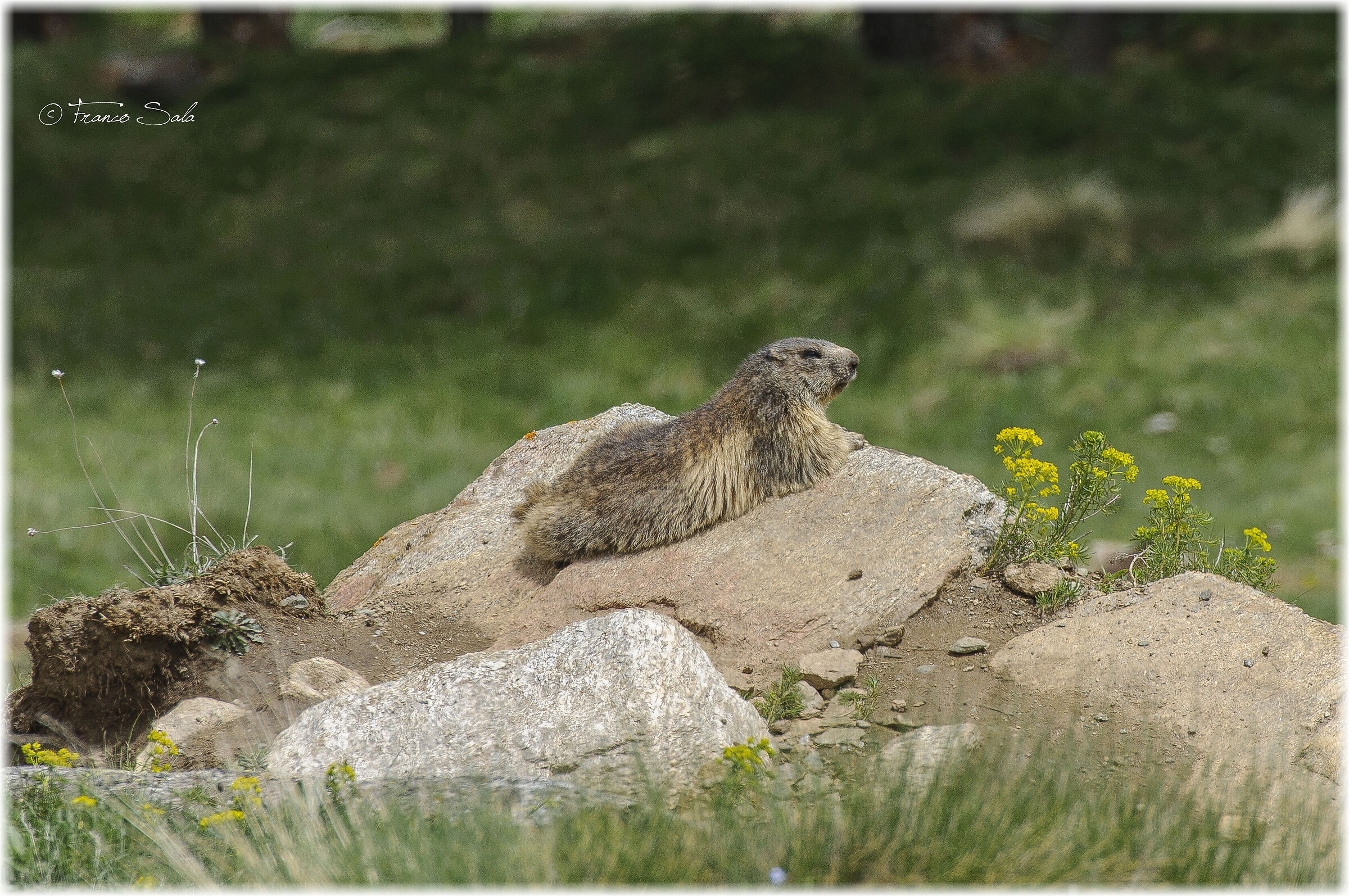 Marmotta in relax