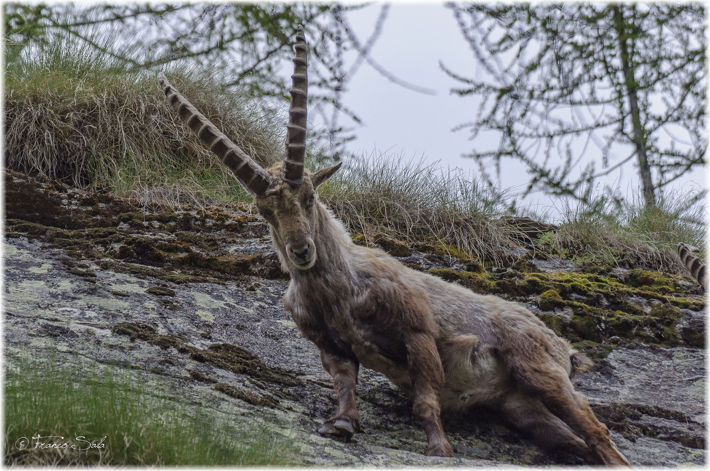 Stambecco al Gran Paradiso