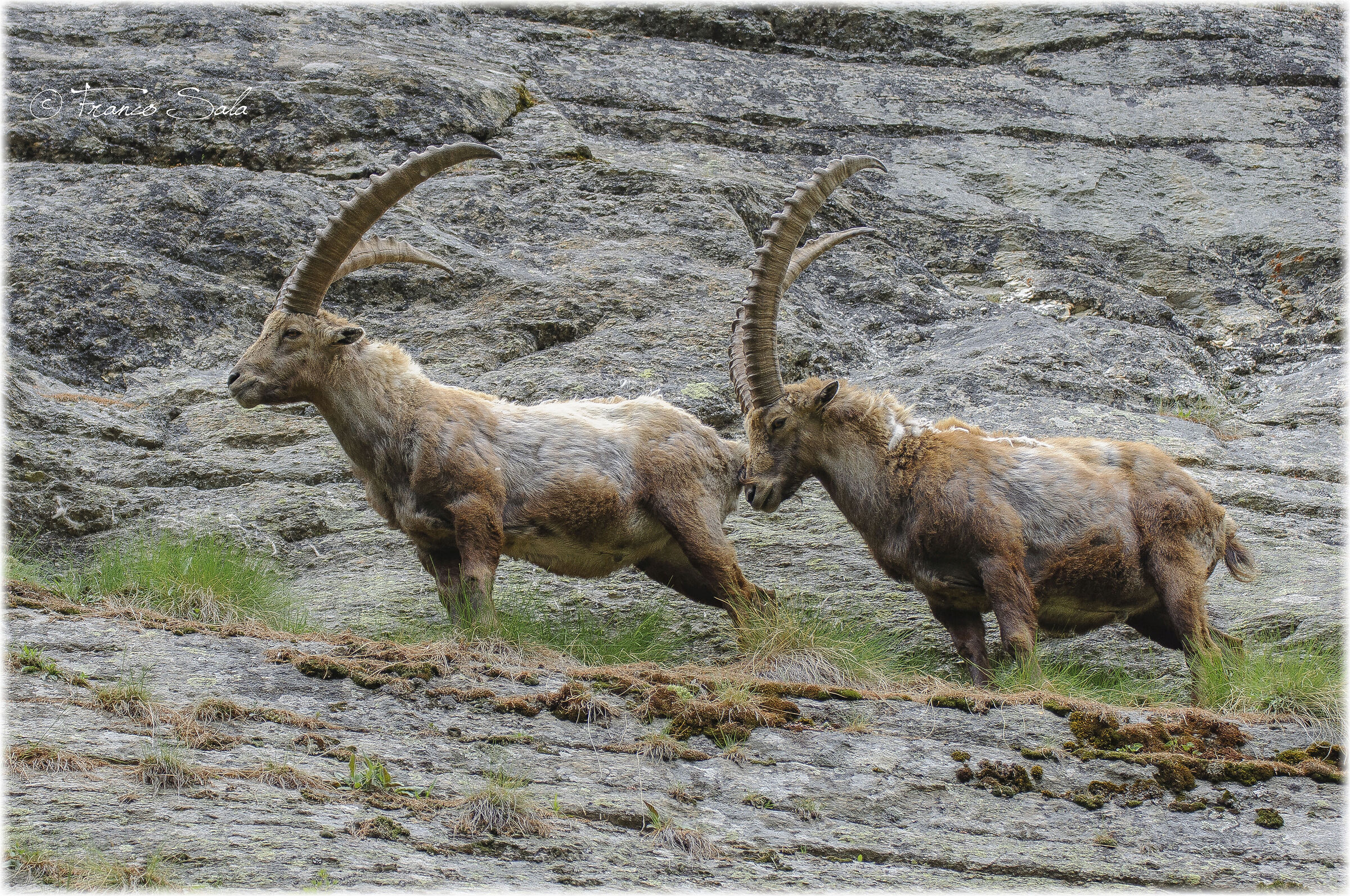 Stambecchi al Gran Paradiso