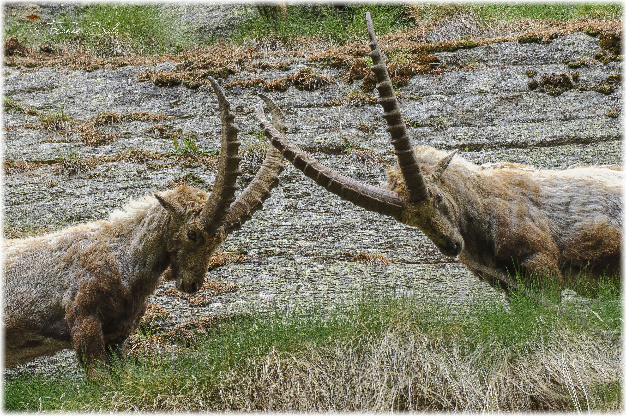 Stambecchi al Gran Paradiso