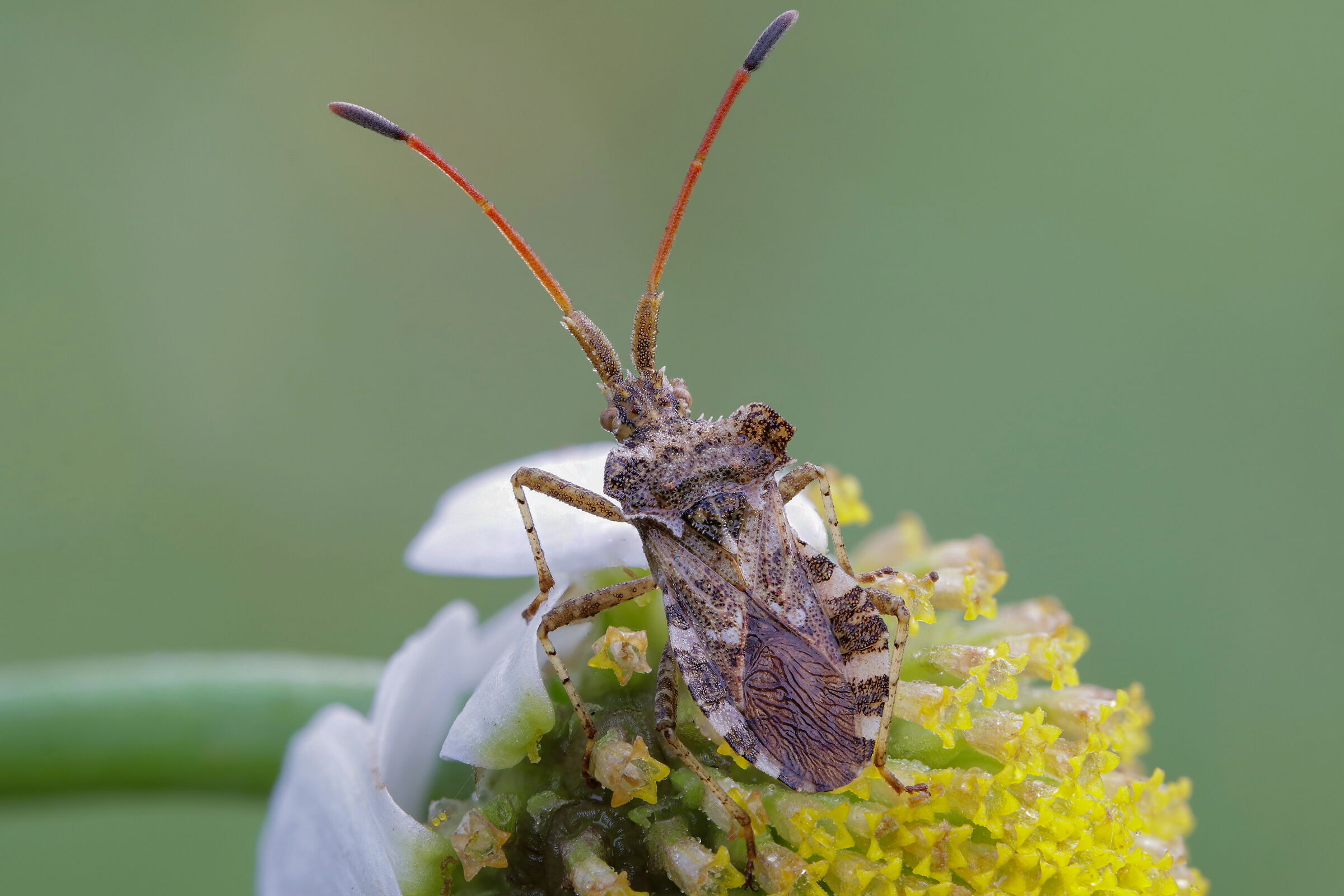 Centrocoris sp. z o.o.