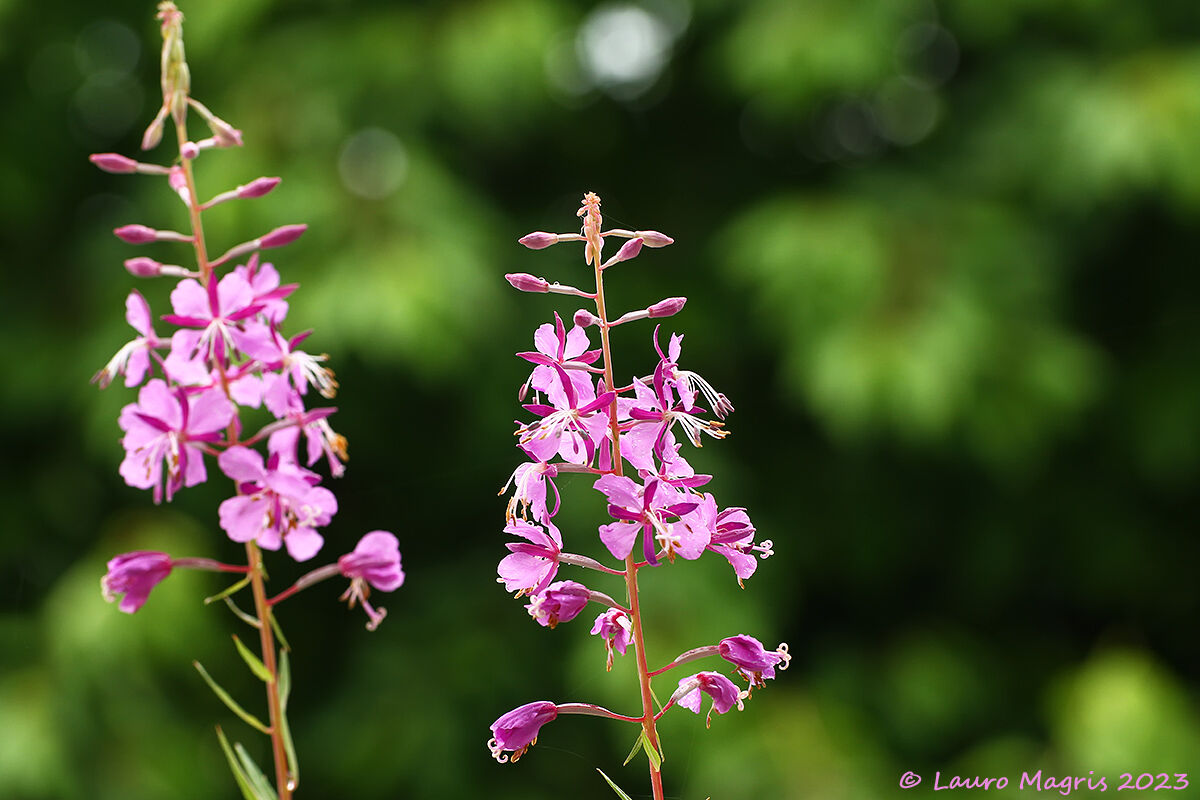 Epilobium Angustifolium