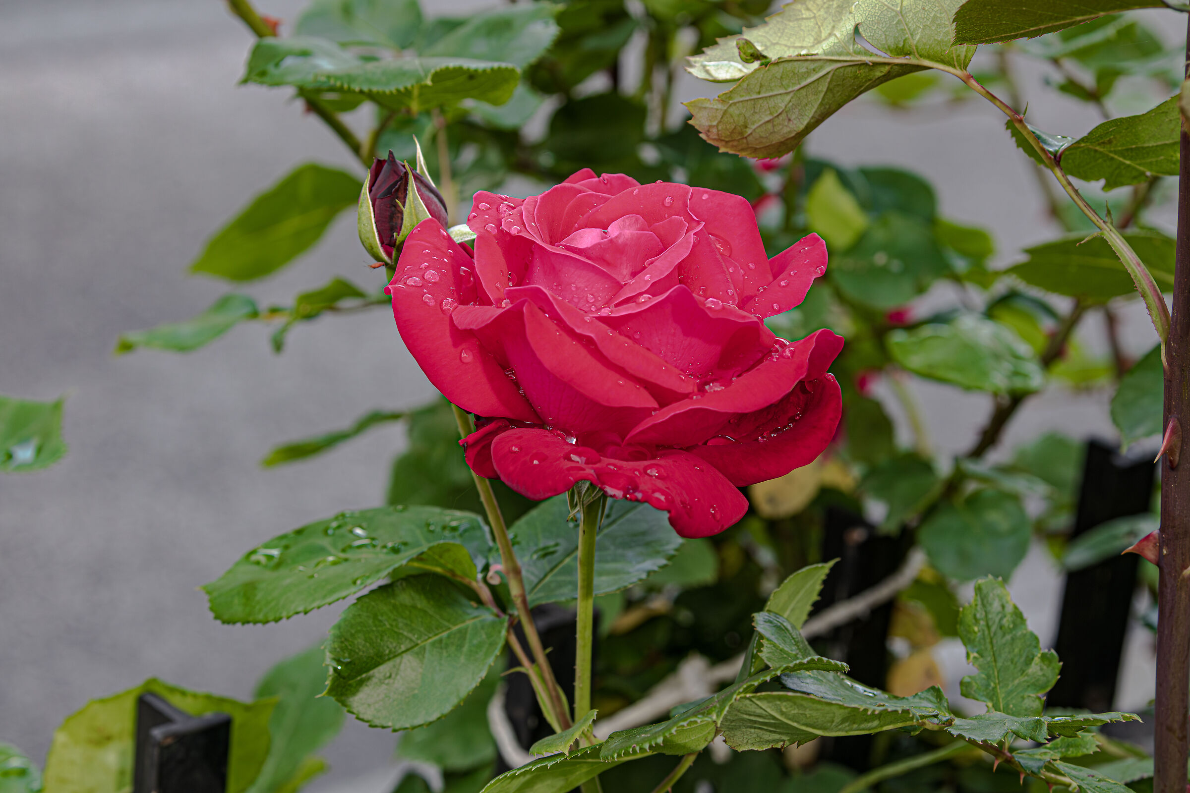 Rose