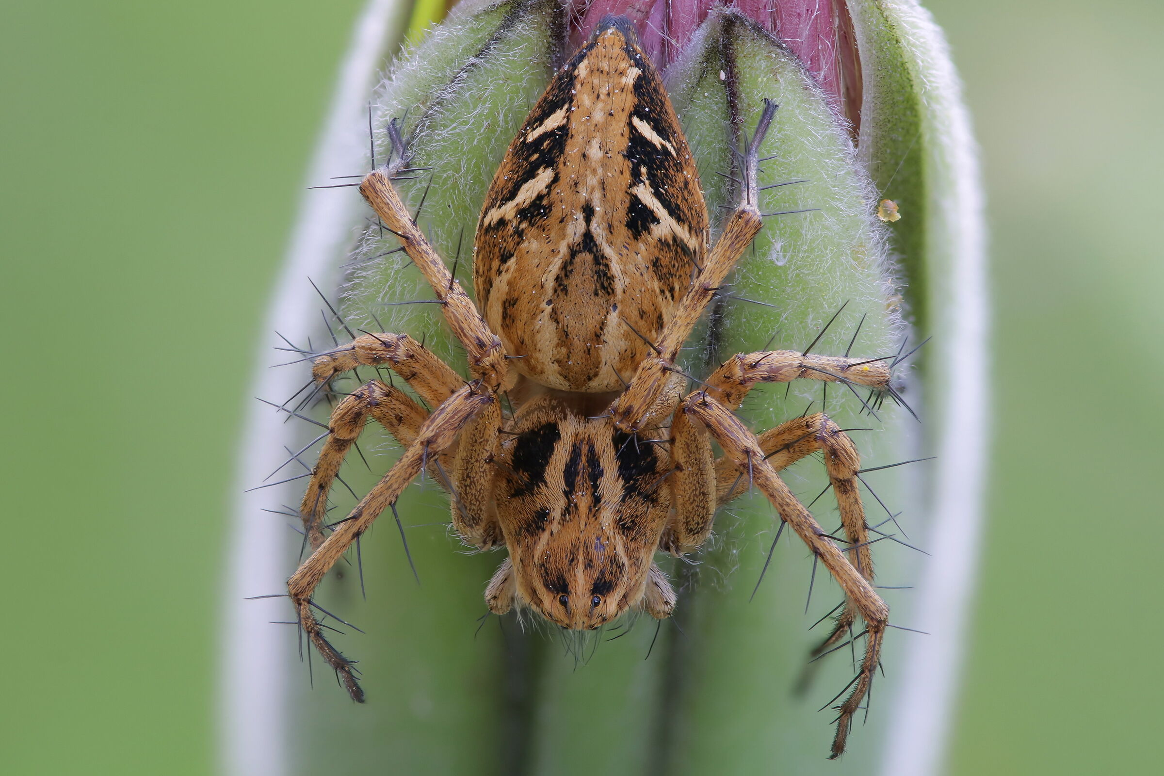 Oxyopes heterophthalmus