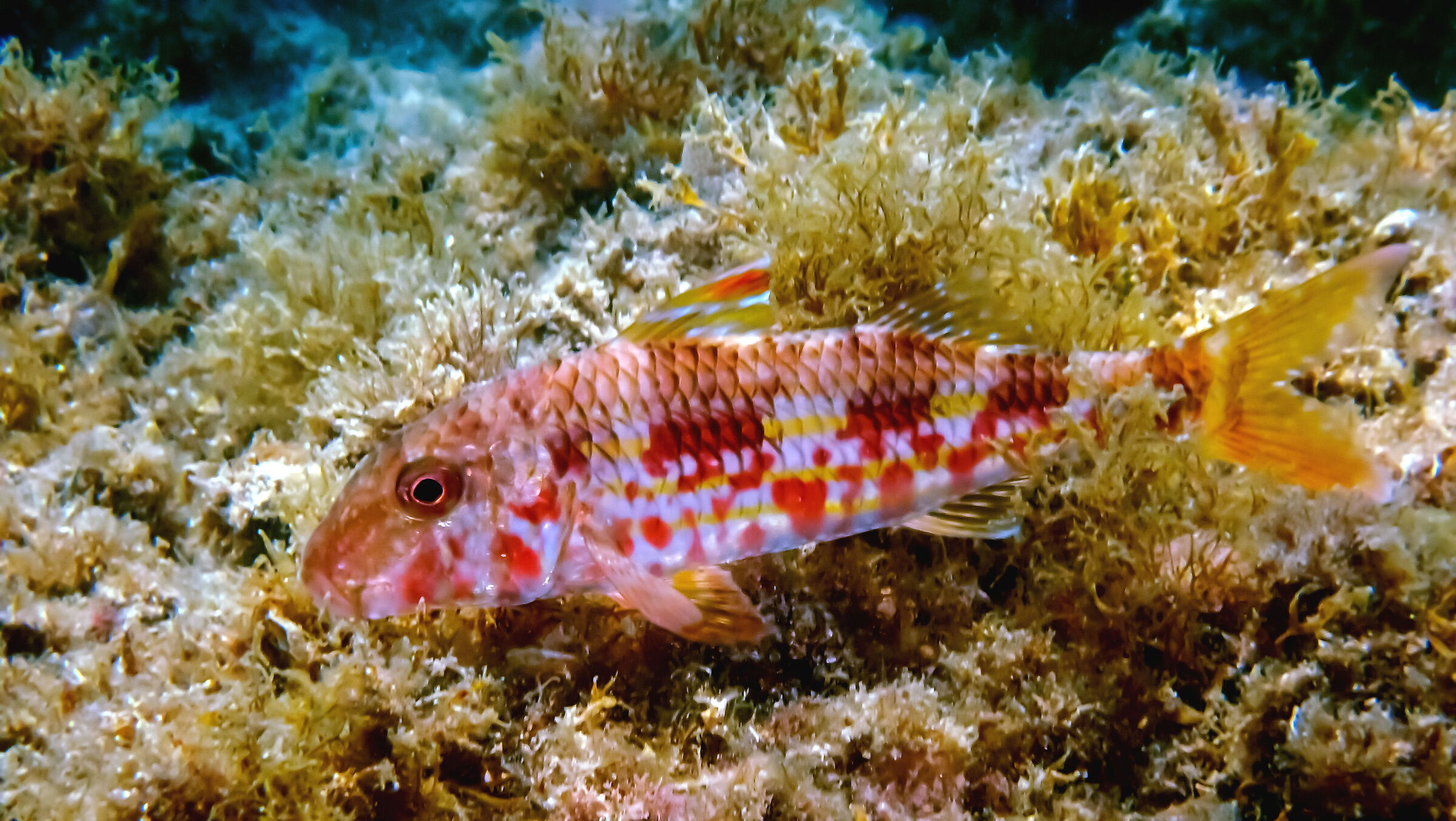 red mullet