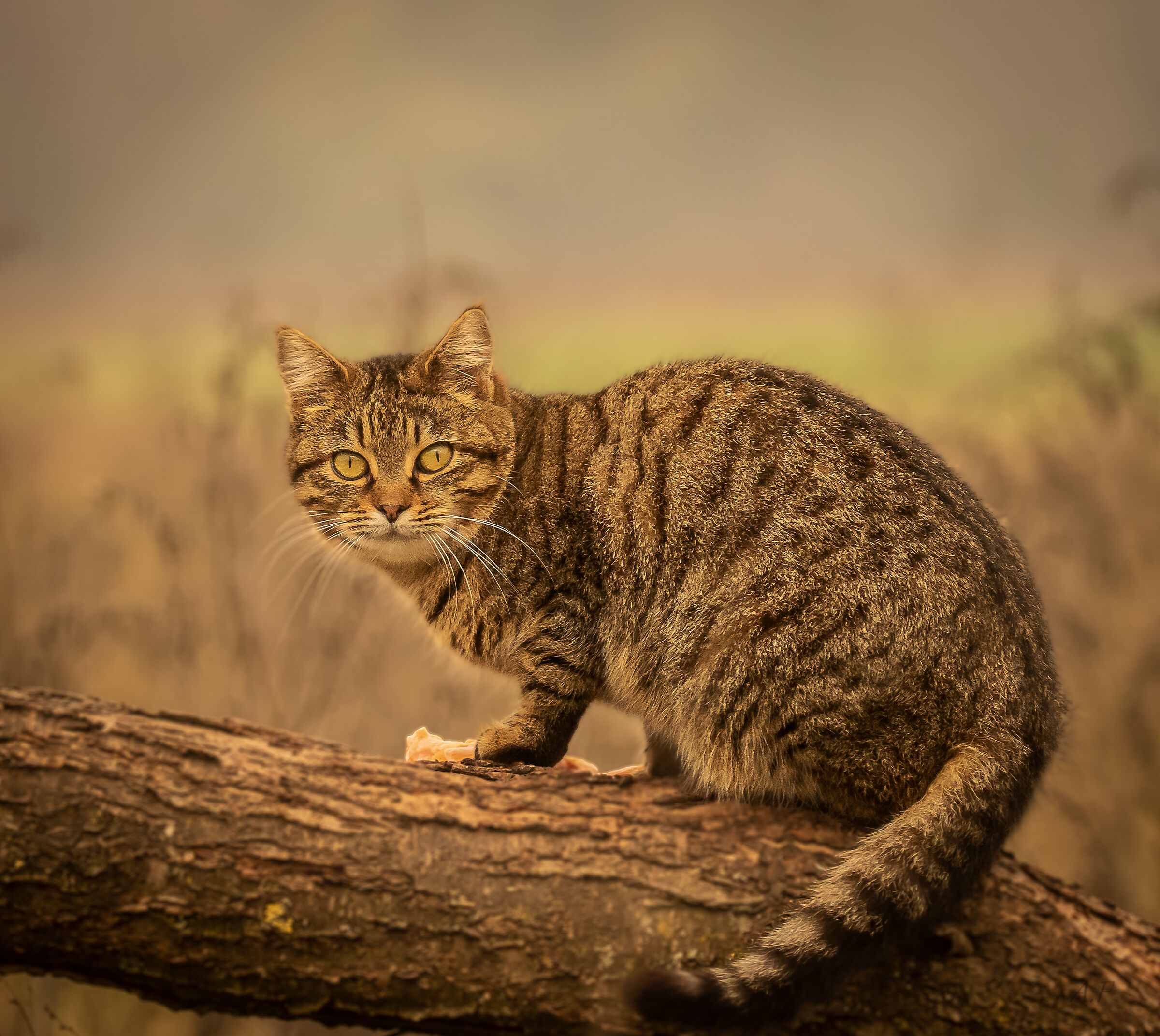 The cat - It's really a feline!