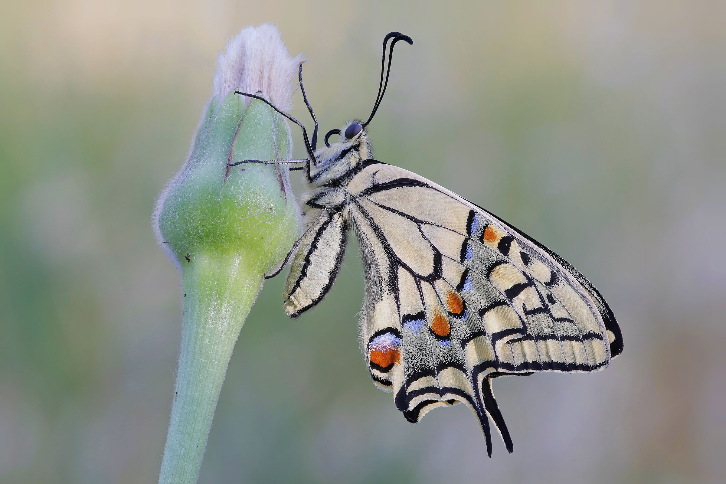 Papilio machaon