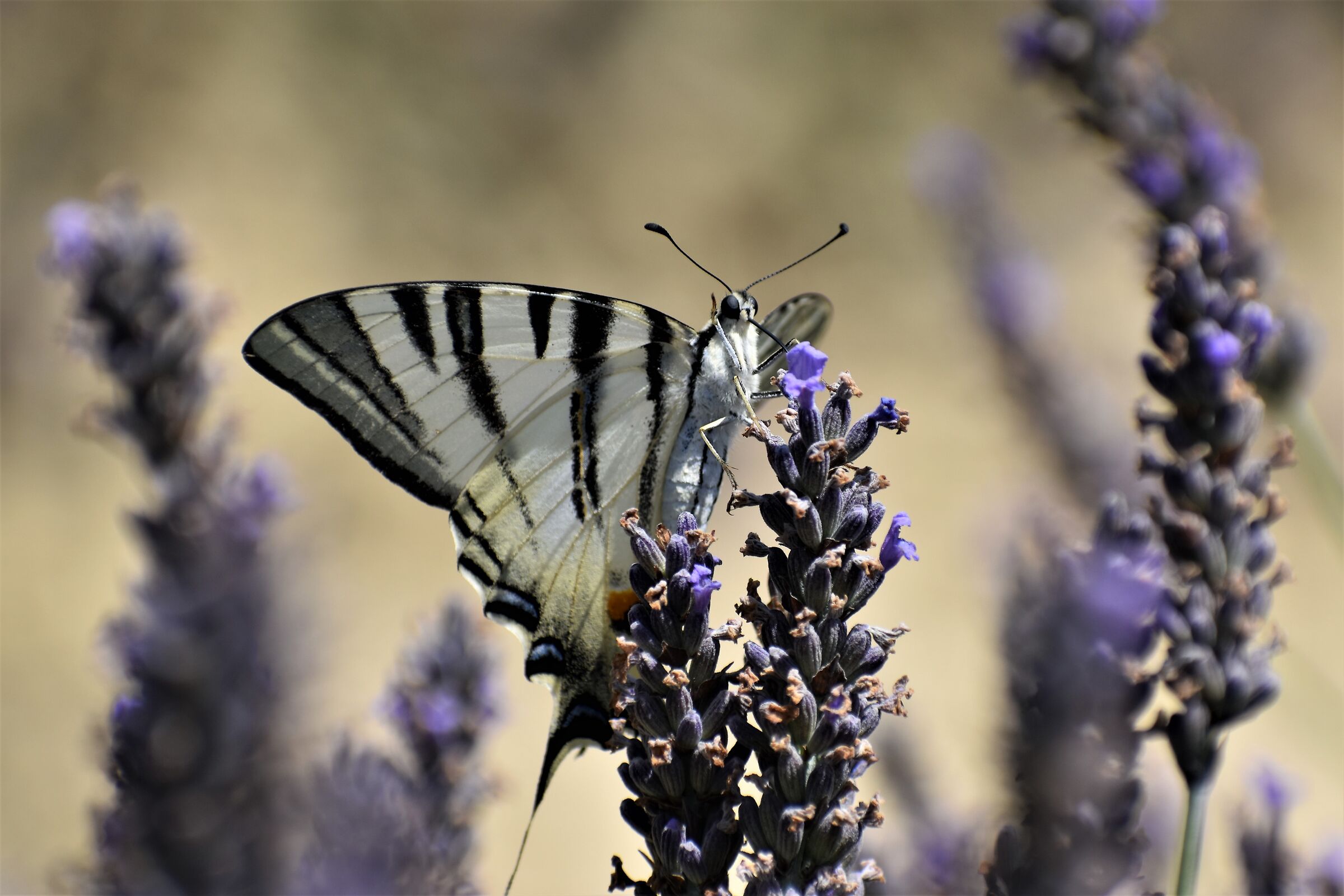 Lavender flowering