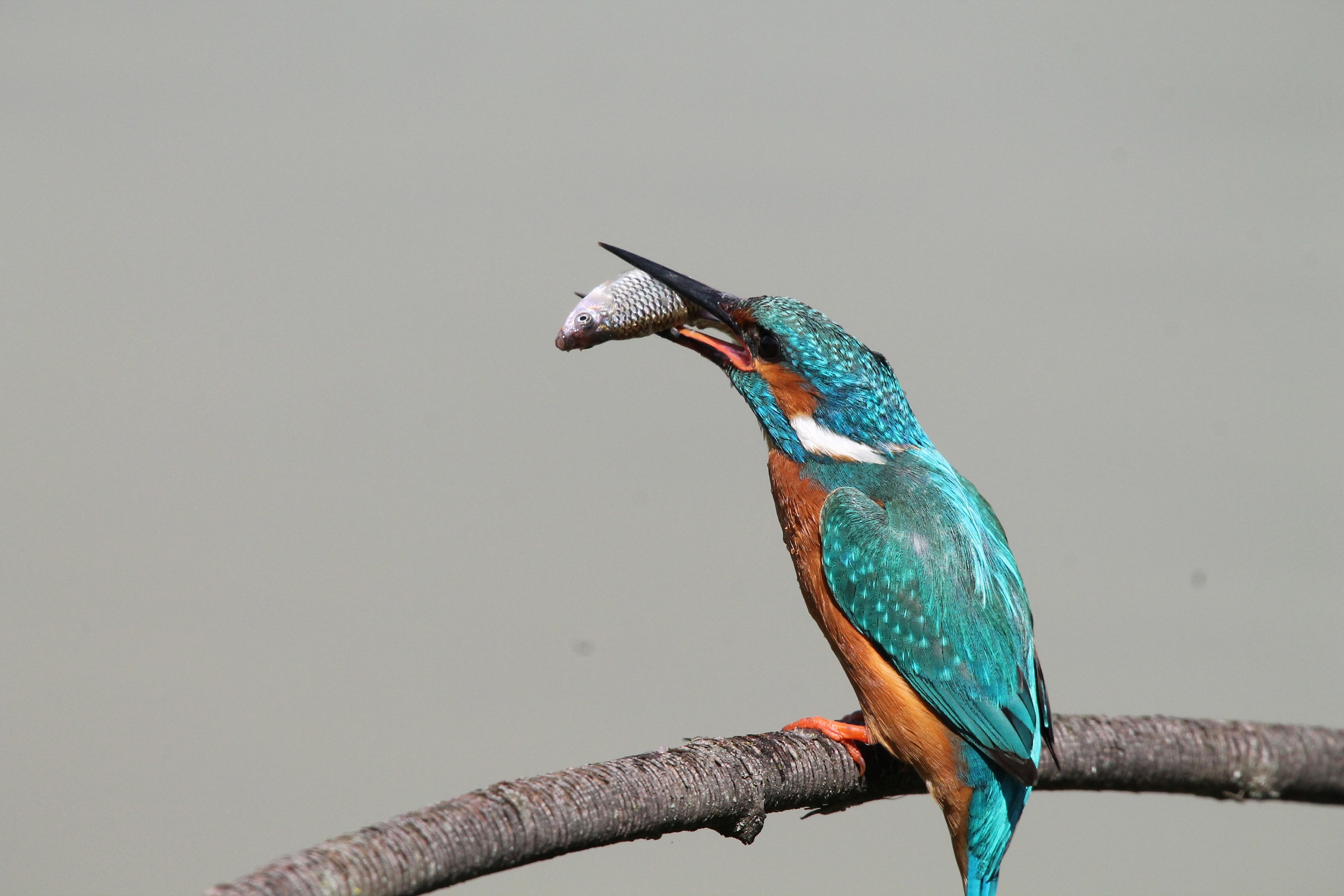 kingfisher