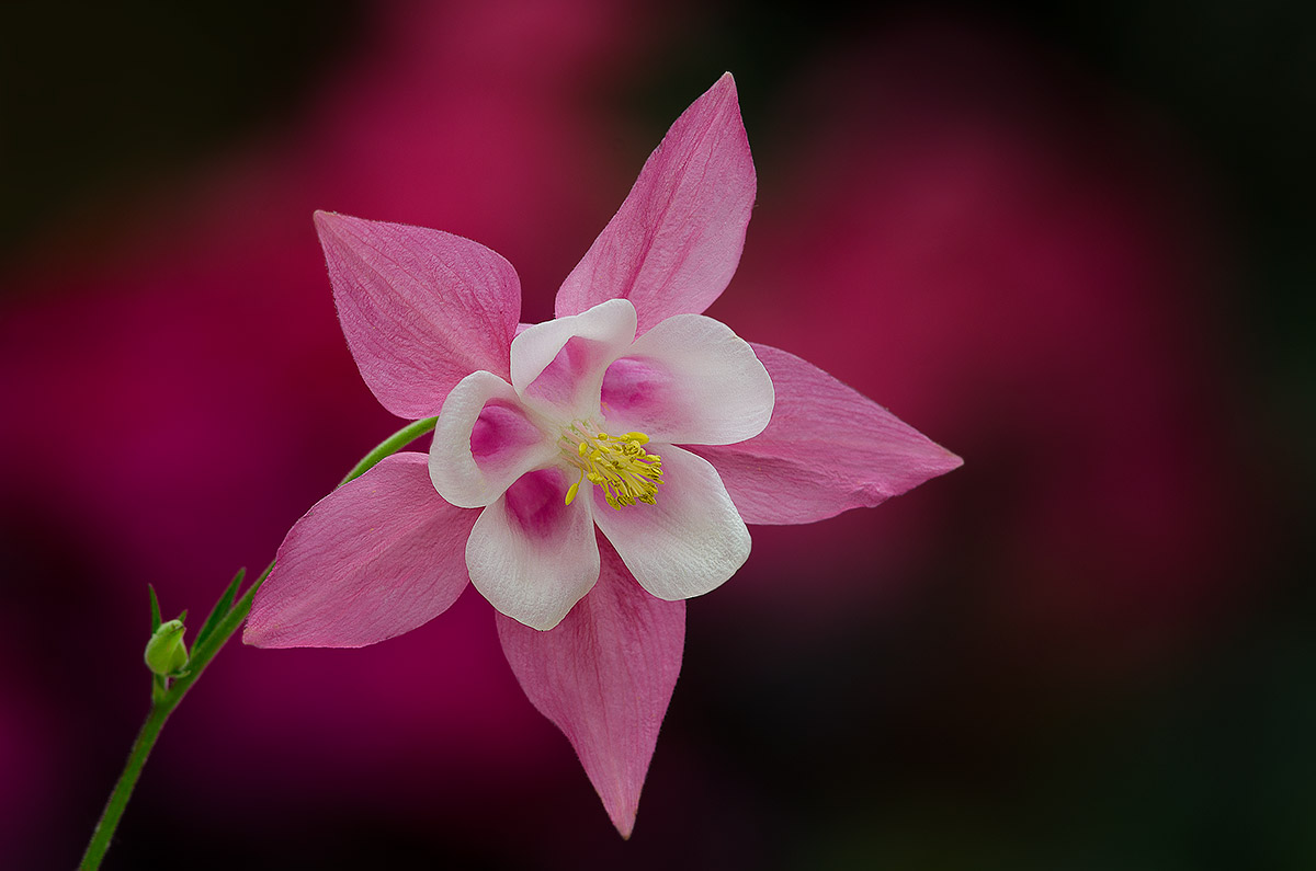 Aquilegia.