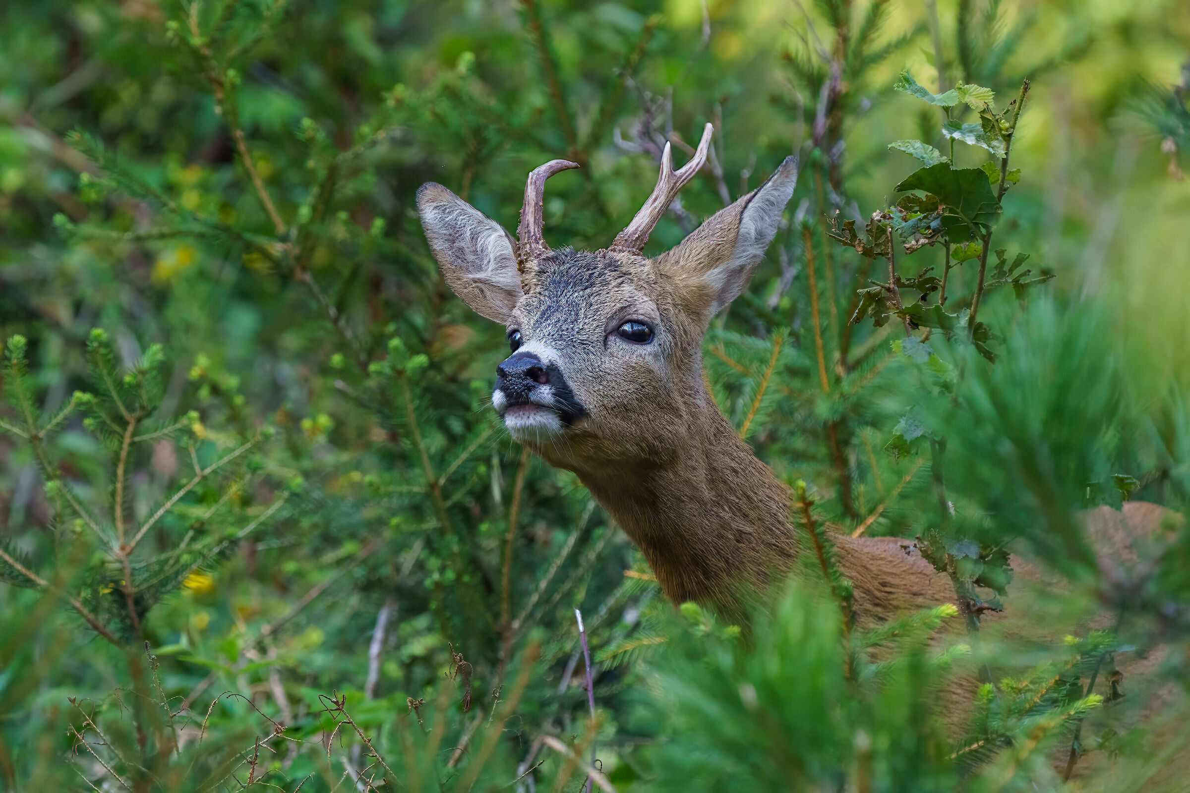 Roe deer