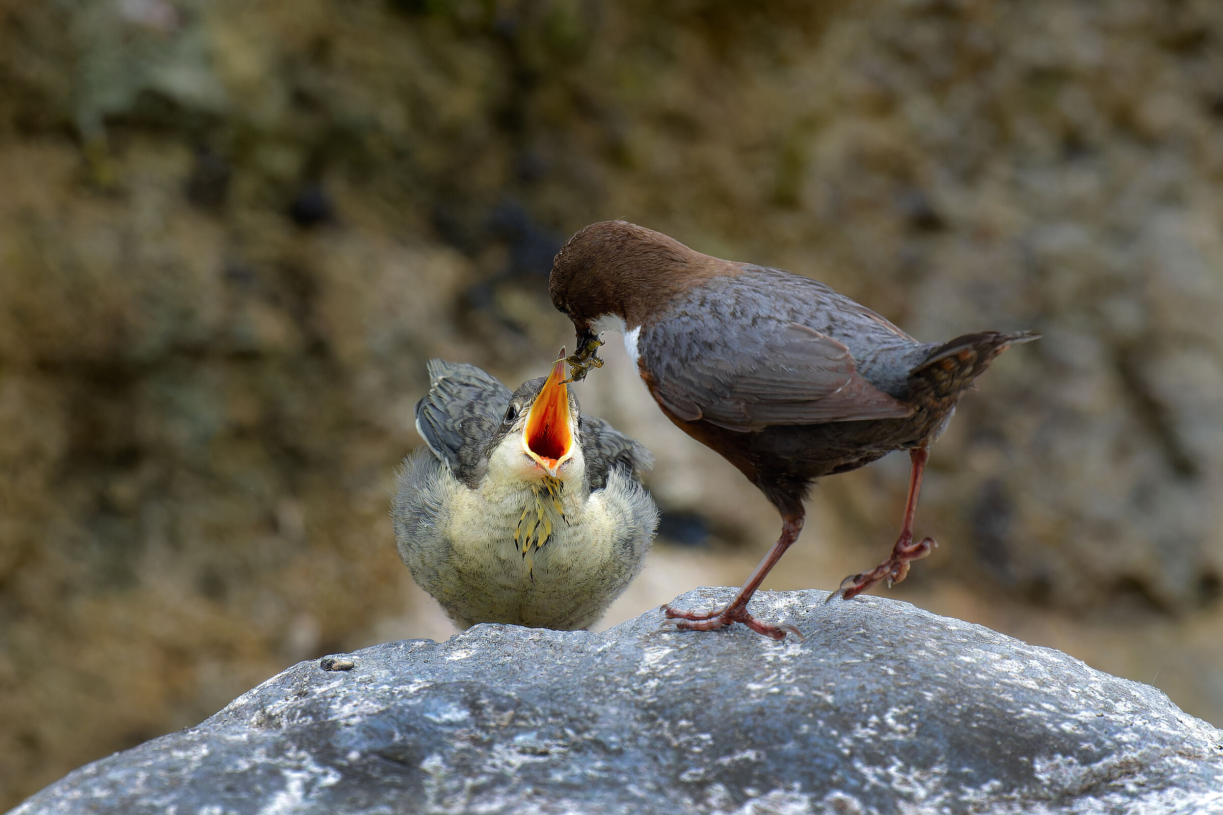 WHITE-THROATED DIPPER