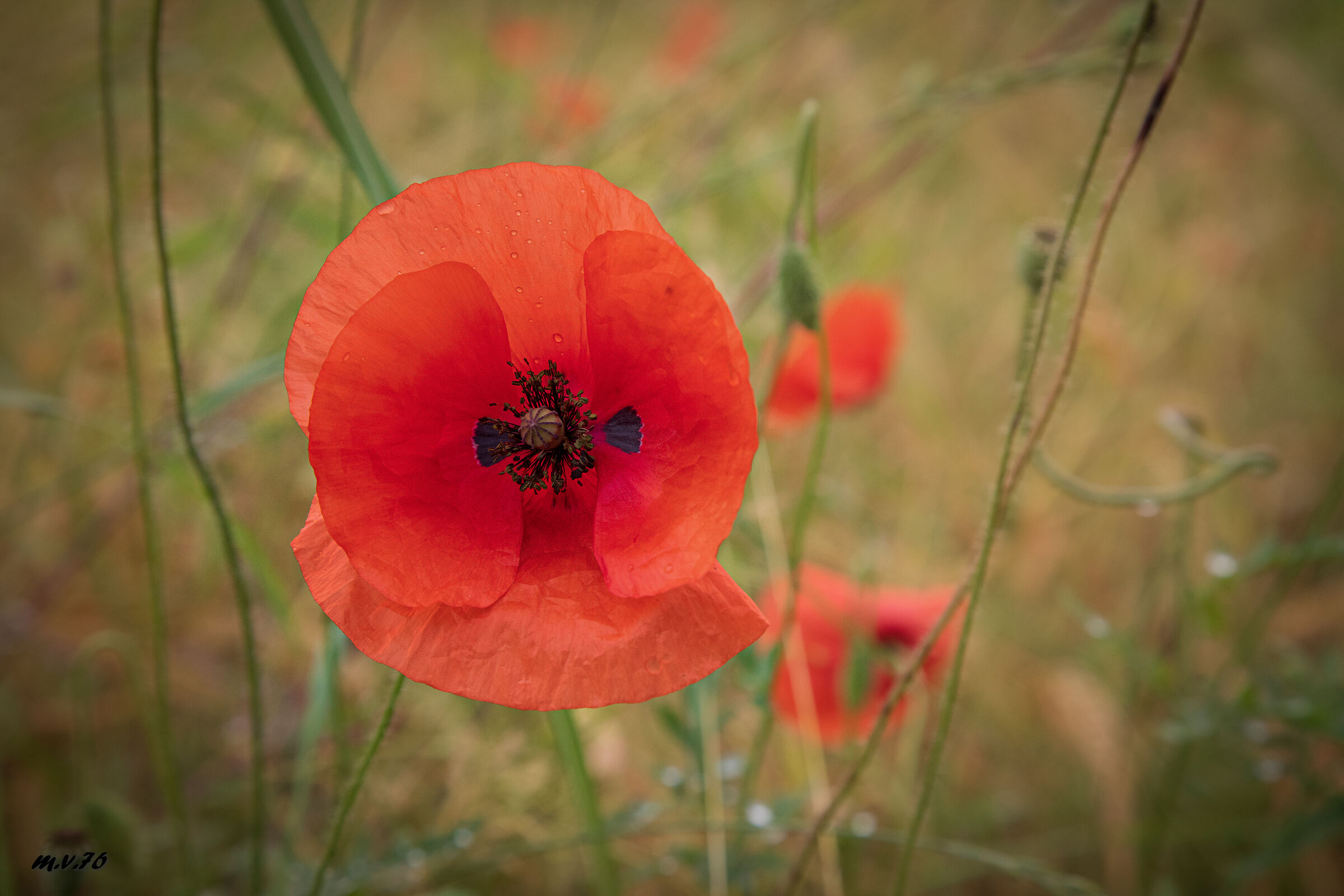 Untitled Photo