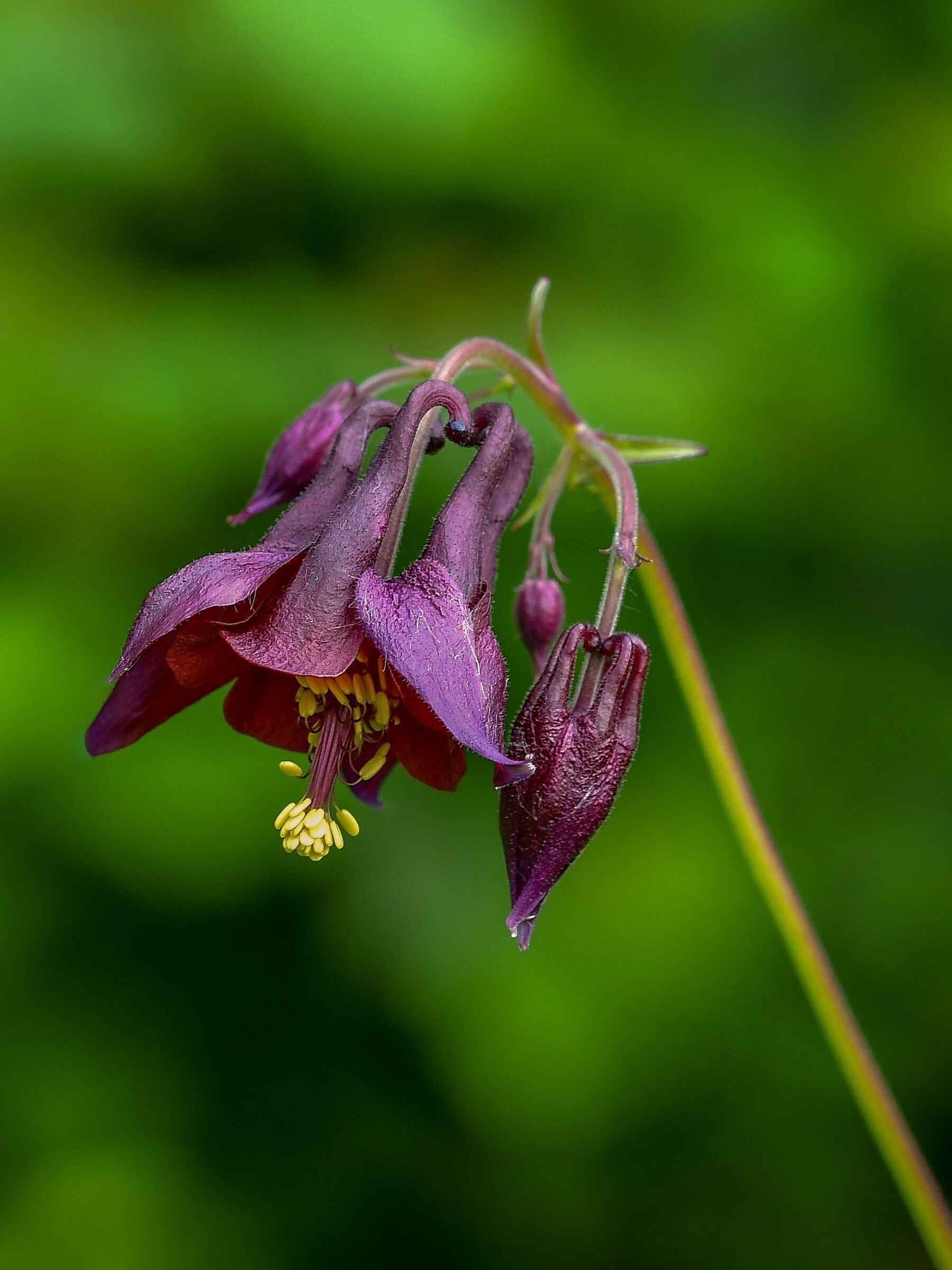 Aquilegia