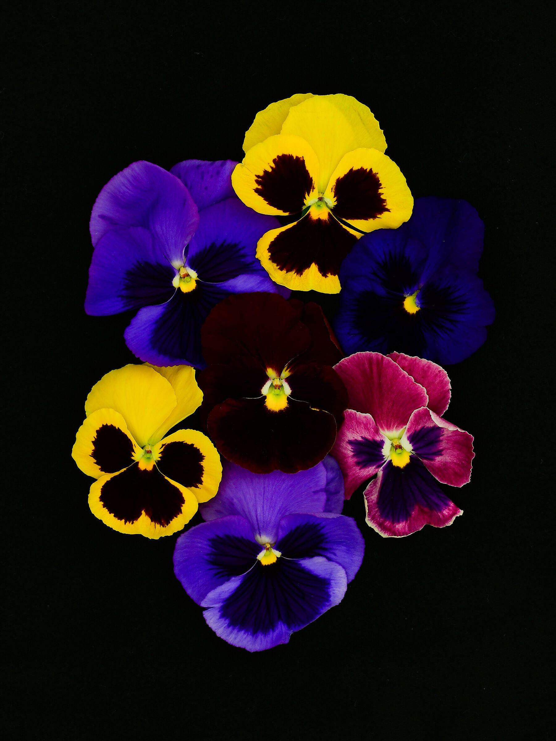 Viola del pensiero