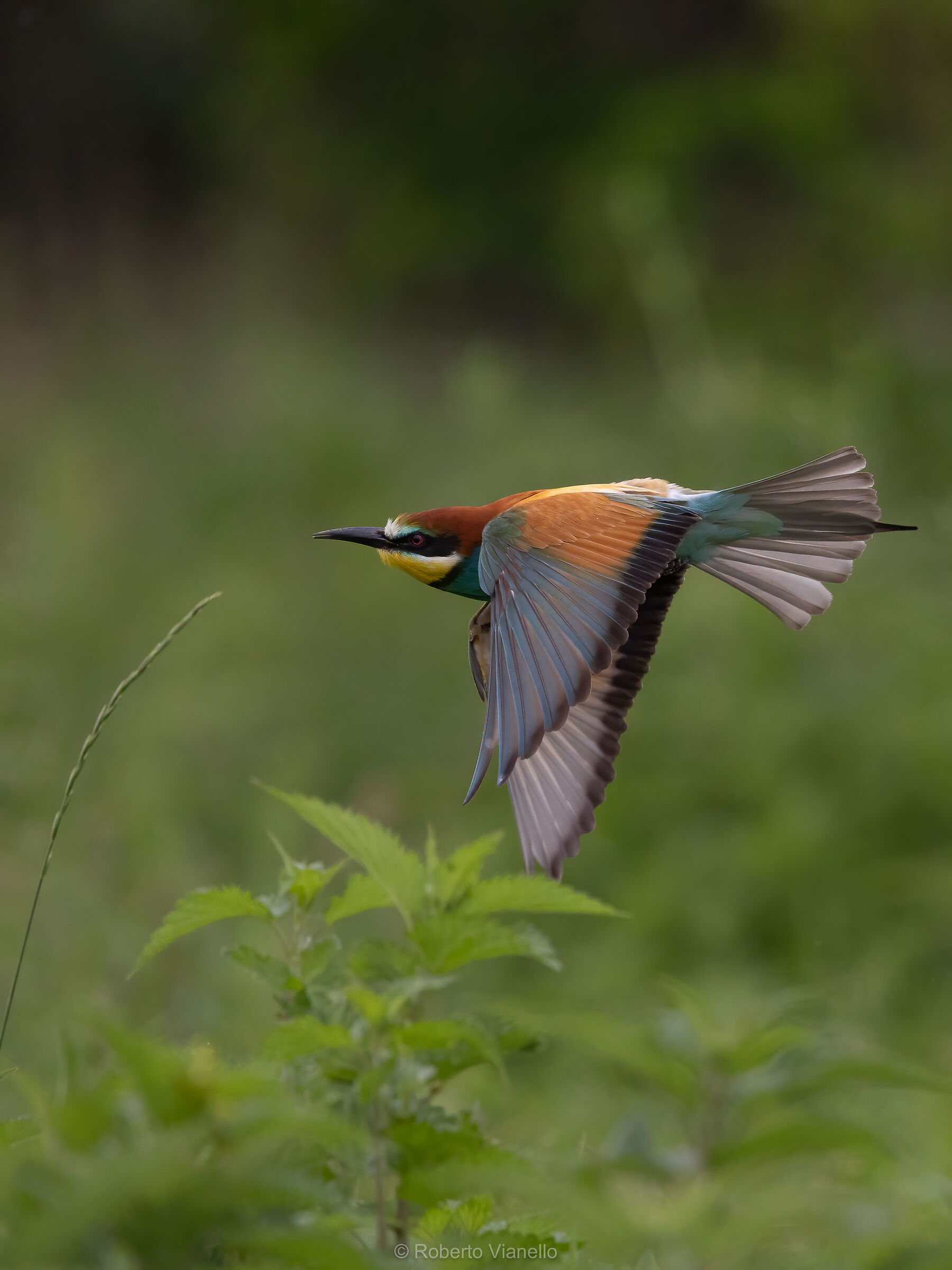 Gruccione (Merops apiaster)