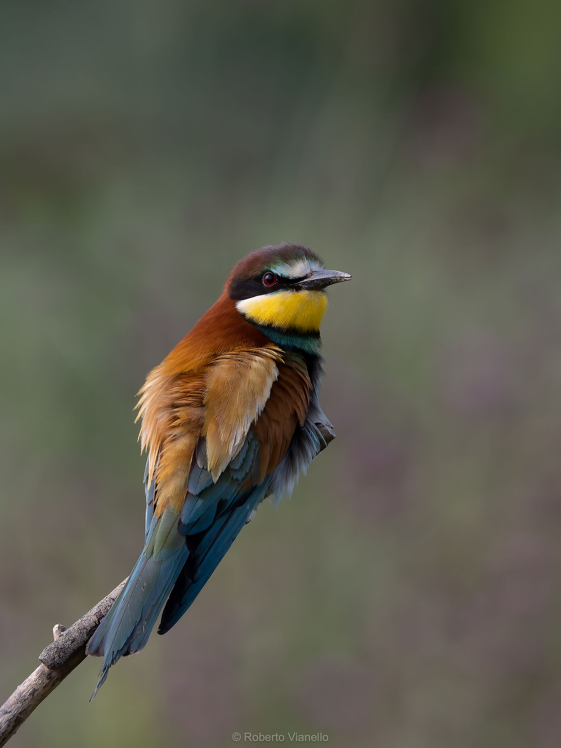 Gruccione (Merops apiaster)