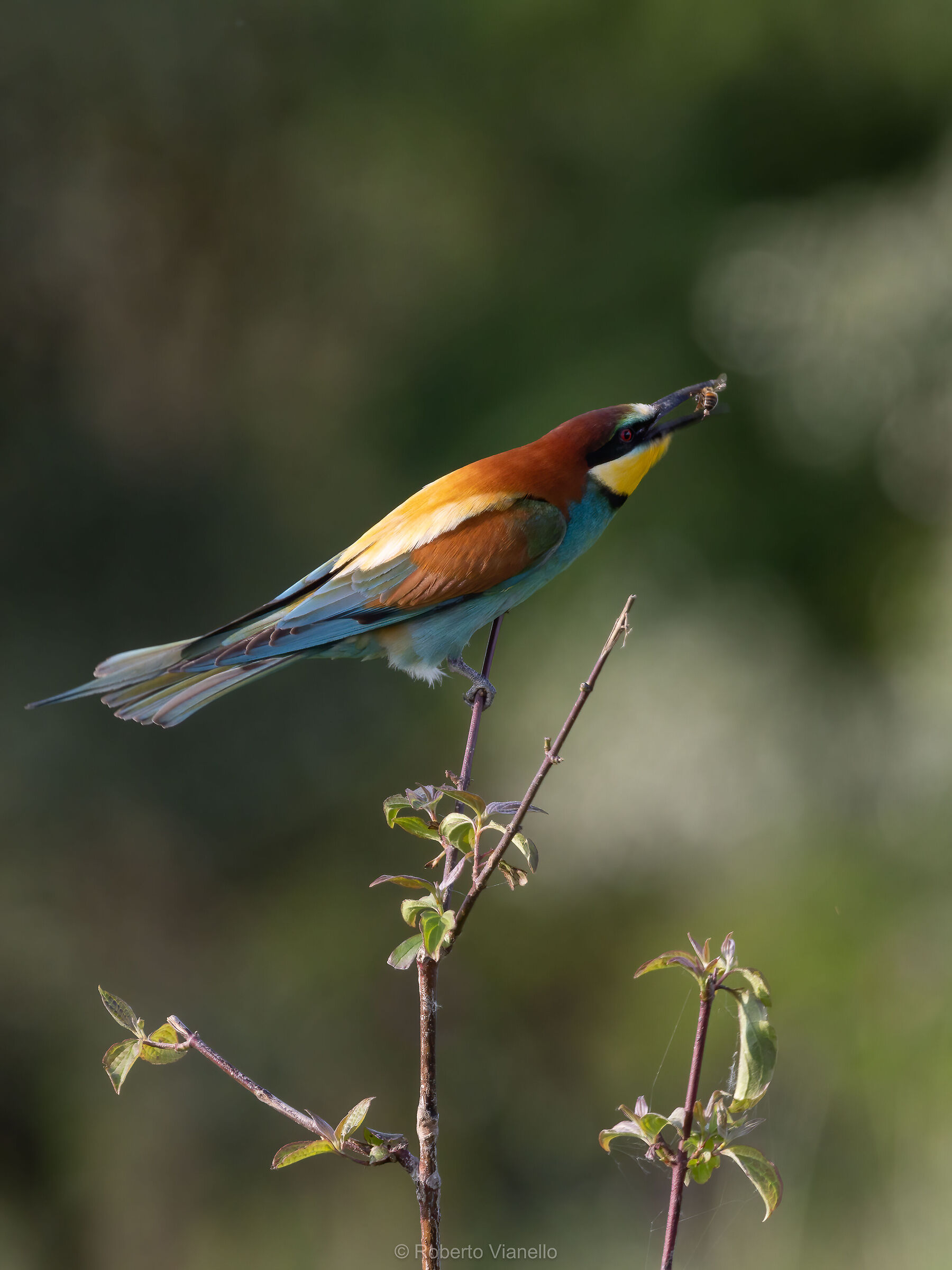 Gruccione (Merops apiaster)