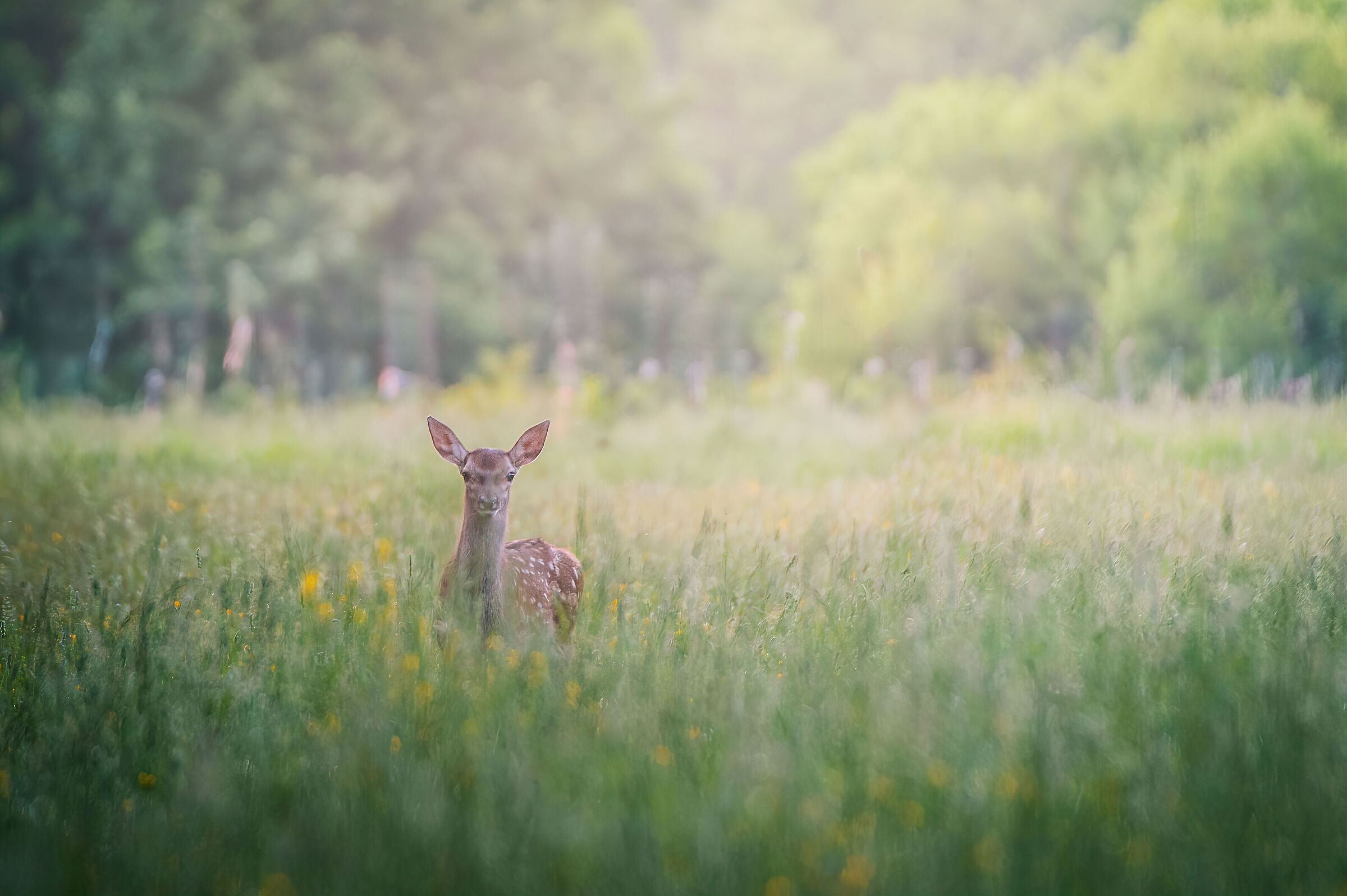Nuova vita nel Parco Nazionale d'Abruzzo