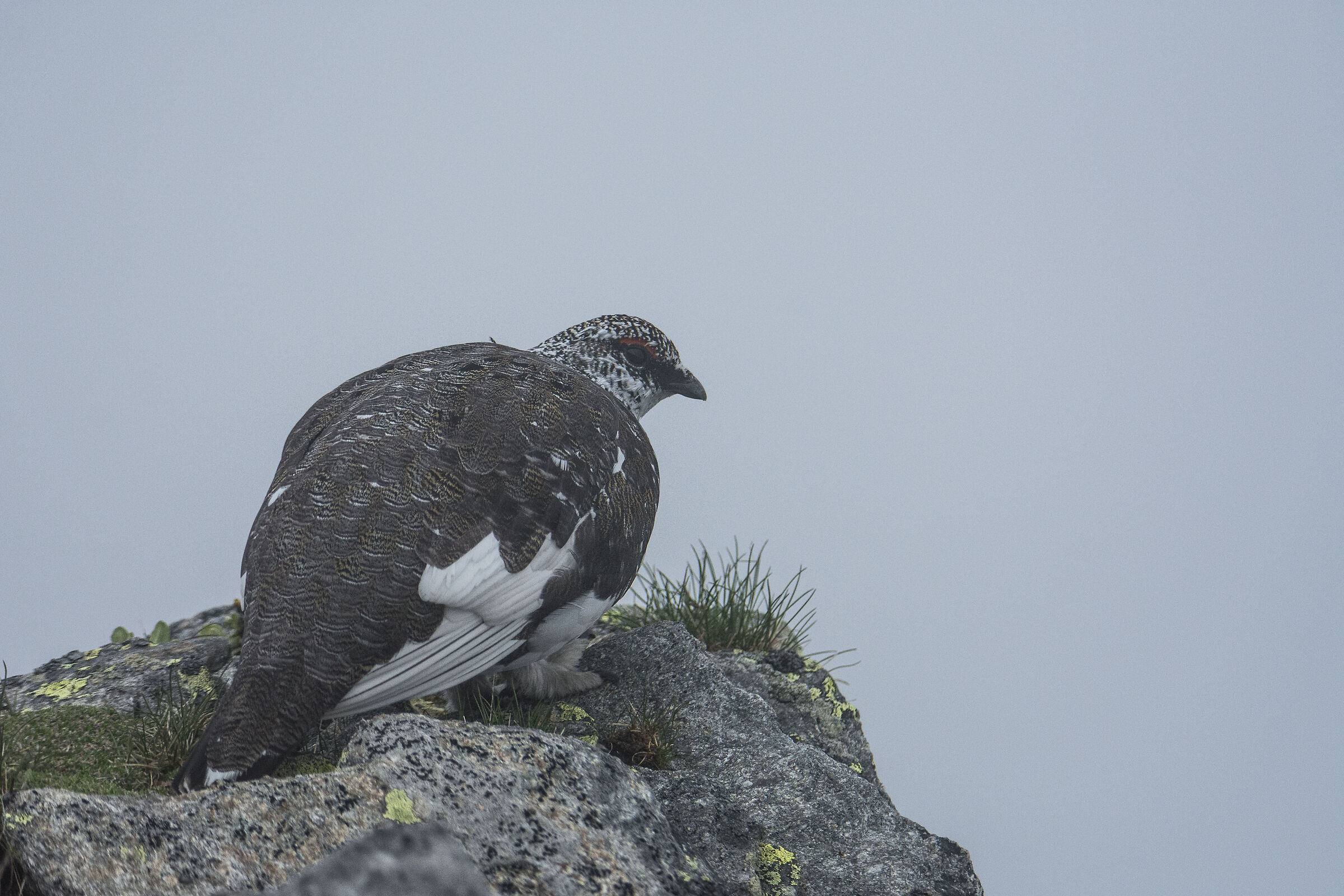 Ptarmigan