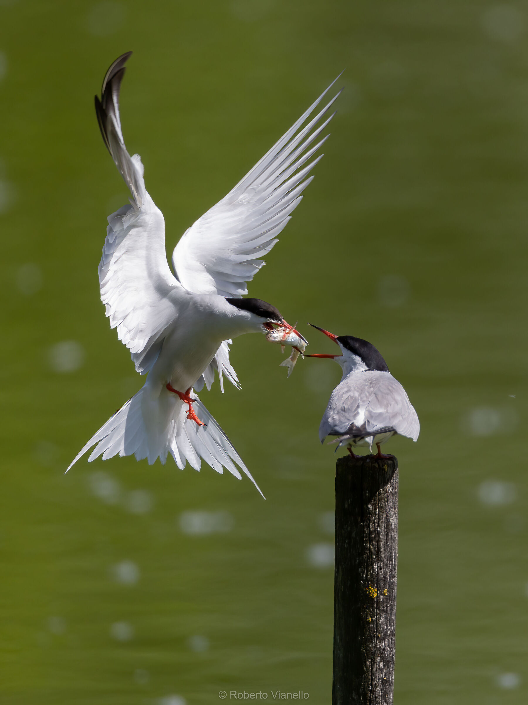Sterne (Sterna hirundo)