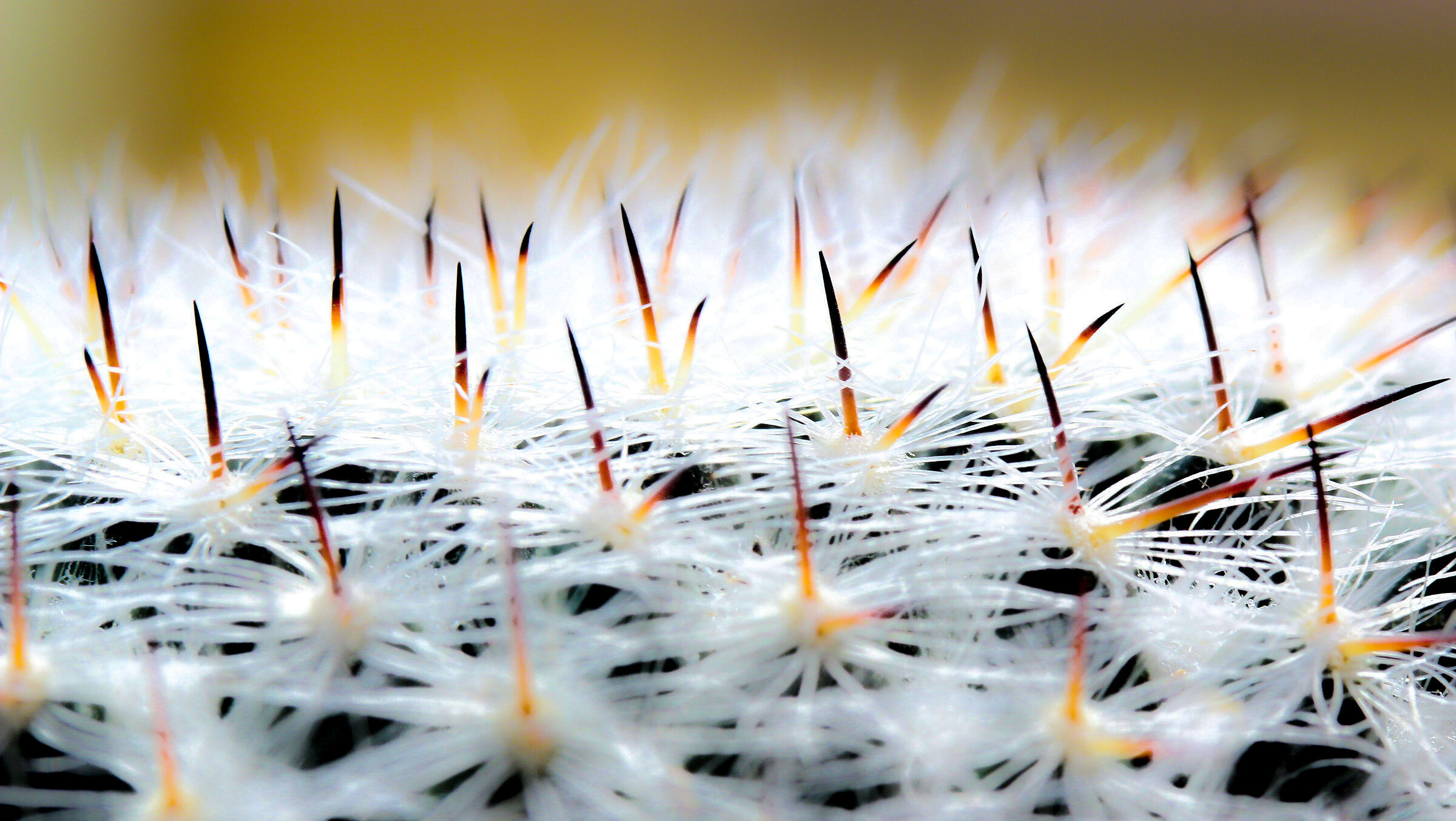 Meadow of thorns