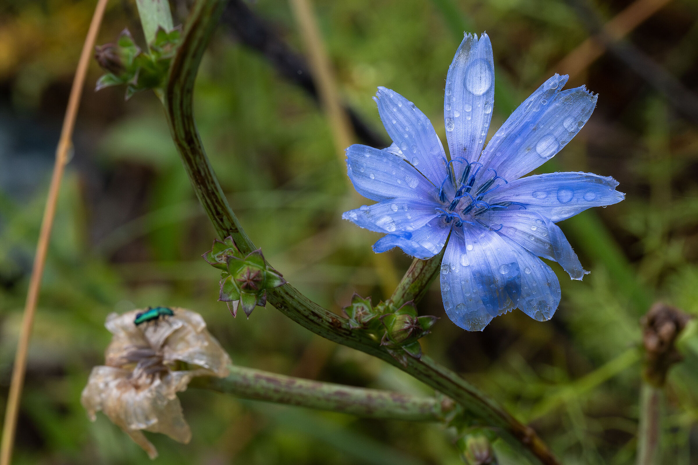 Cichorium intybus (Common Chicory)
