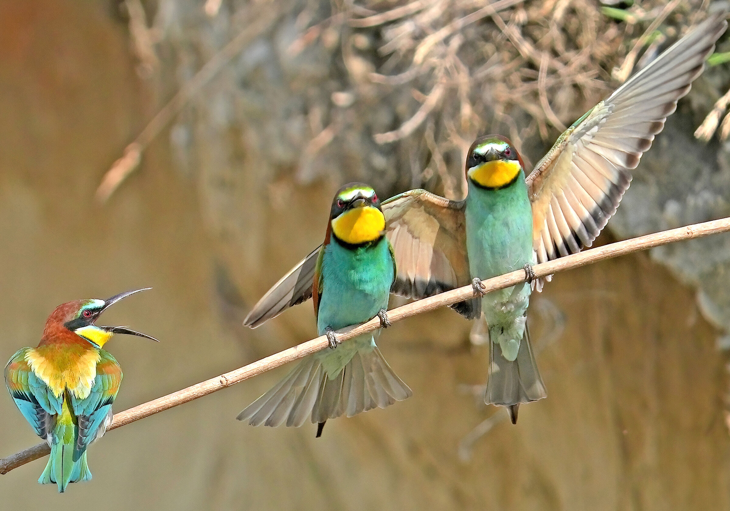 Ué ti, fa minga el barlafus!