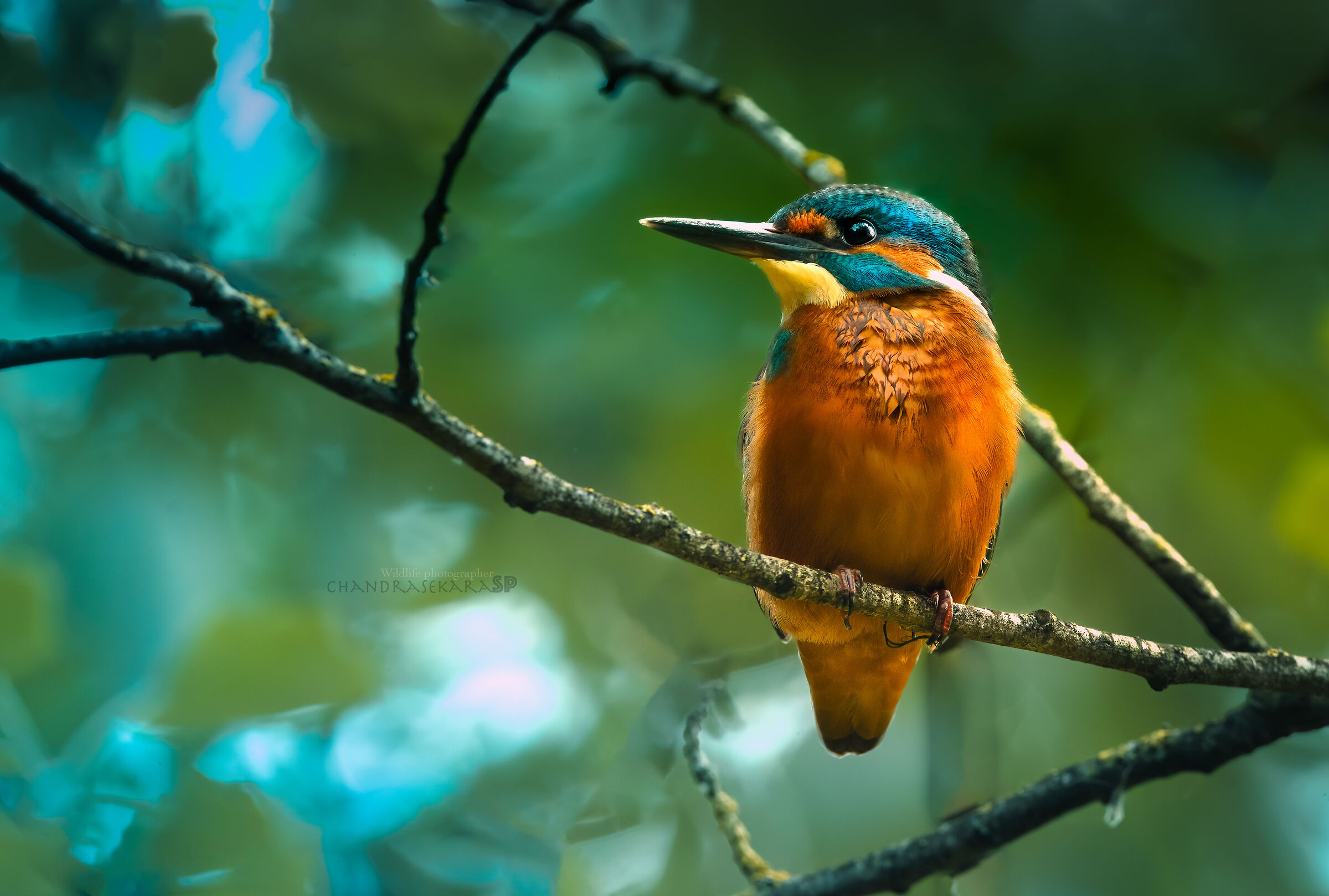 Kingfisher