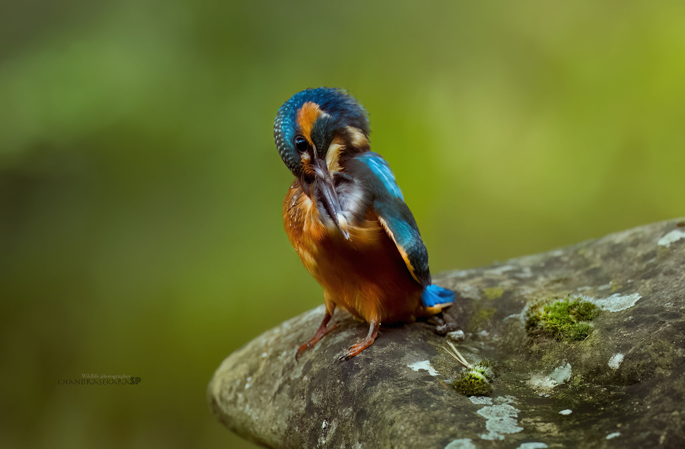 Kingfisher